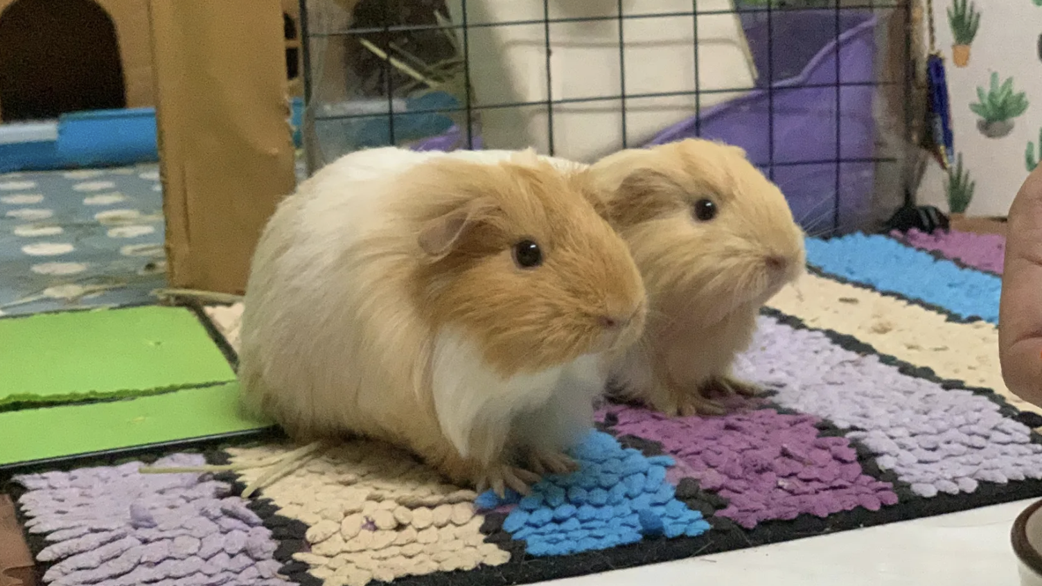 天竺鼠/寵物的健康零食本文出自天竺鼠抵家(https://smallpet51.com/)