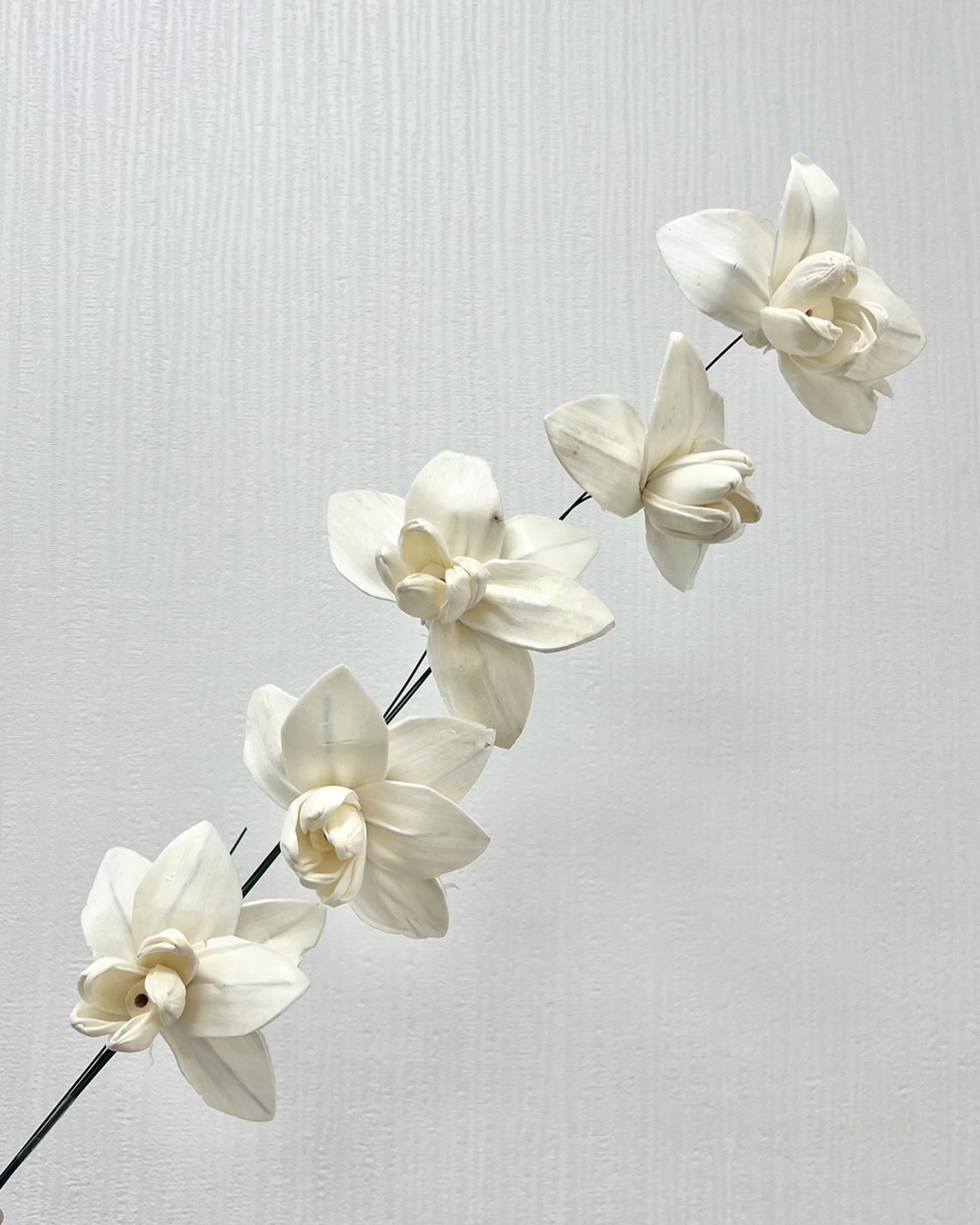 印度索拉花 蝴蝶蘭 10CM <五支一把>