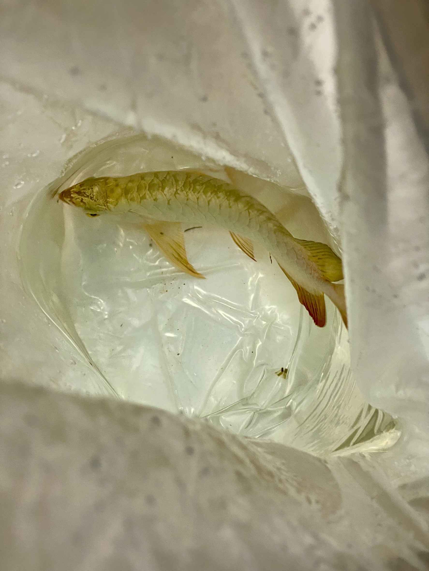 過背金龍極 24K金頭過背金龍28-30cm 有晶片有證書