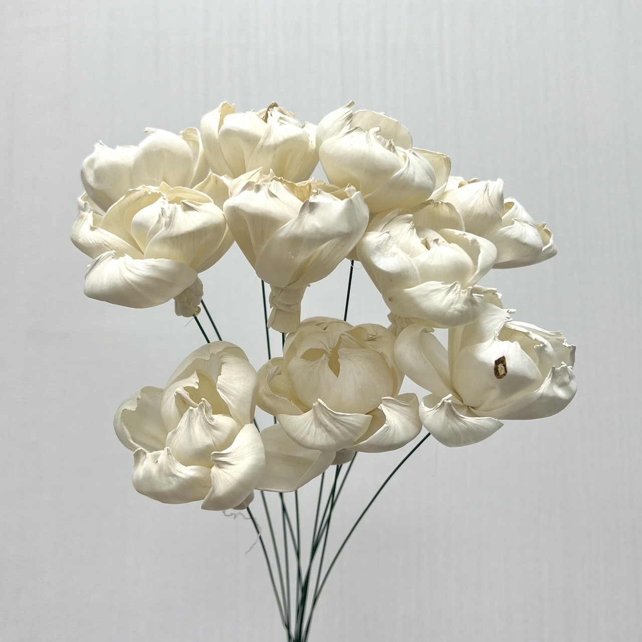 越南索拉花 鬱金香 4CM<十支一把>