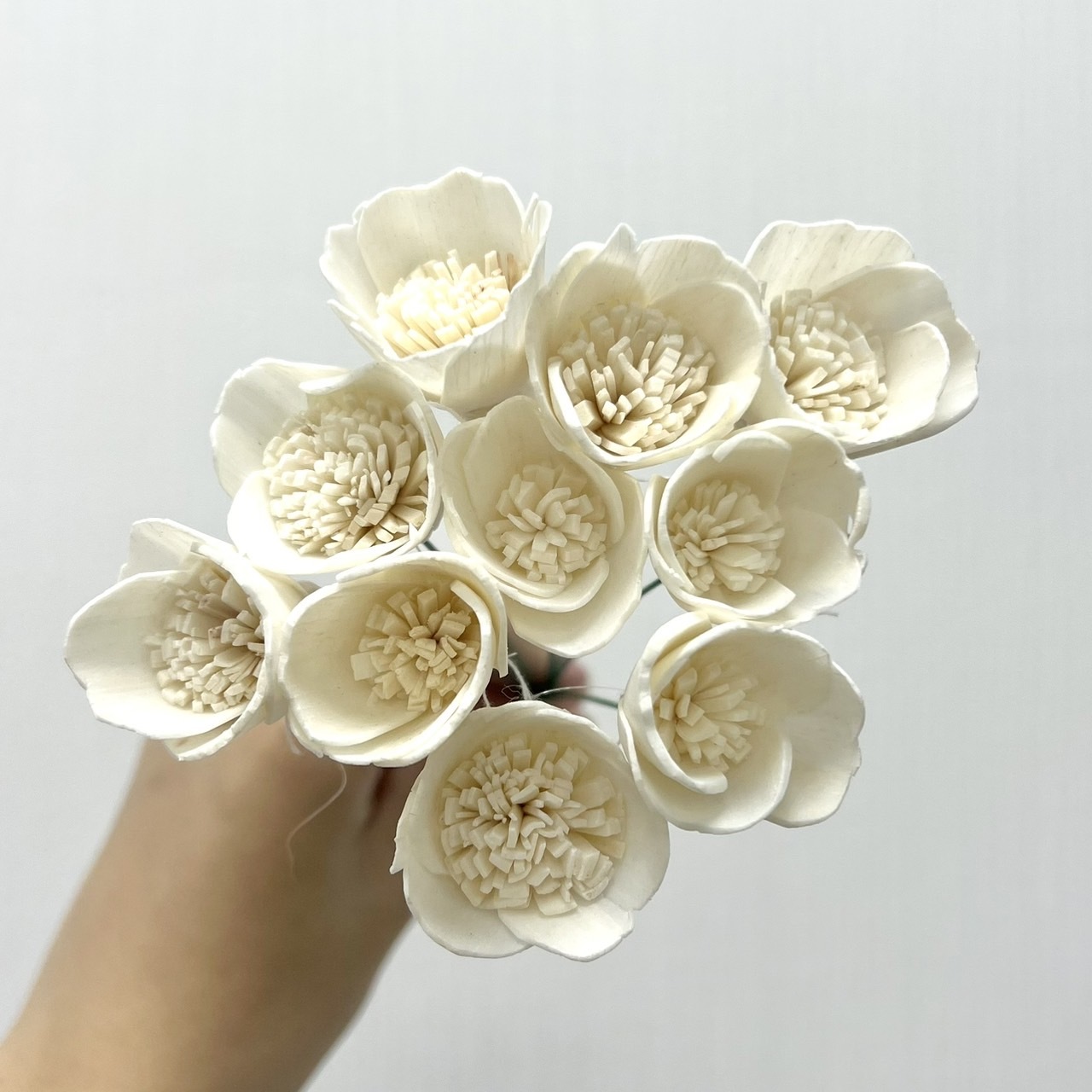 越南索拉花 波斯菊(白心) 3CM<十支一把>