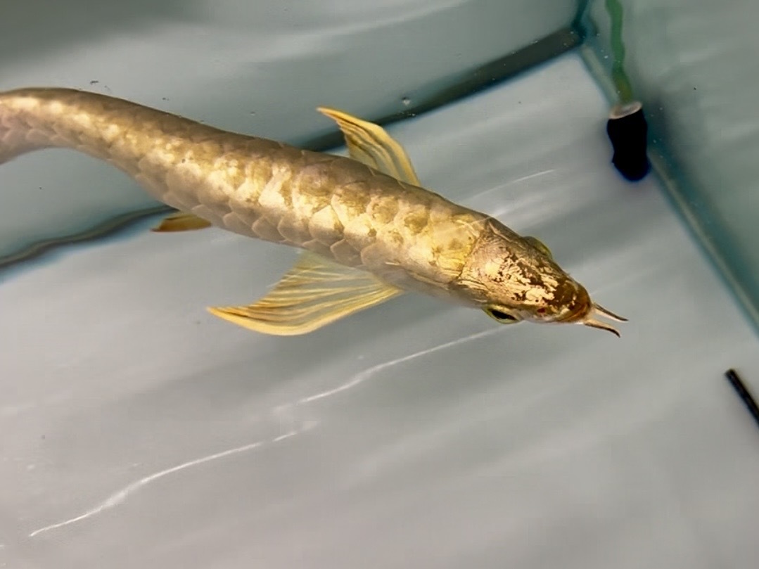 24K金頭過背金龍28-30cm 有晶片有證書