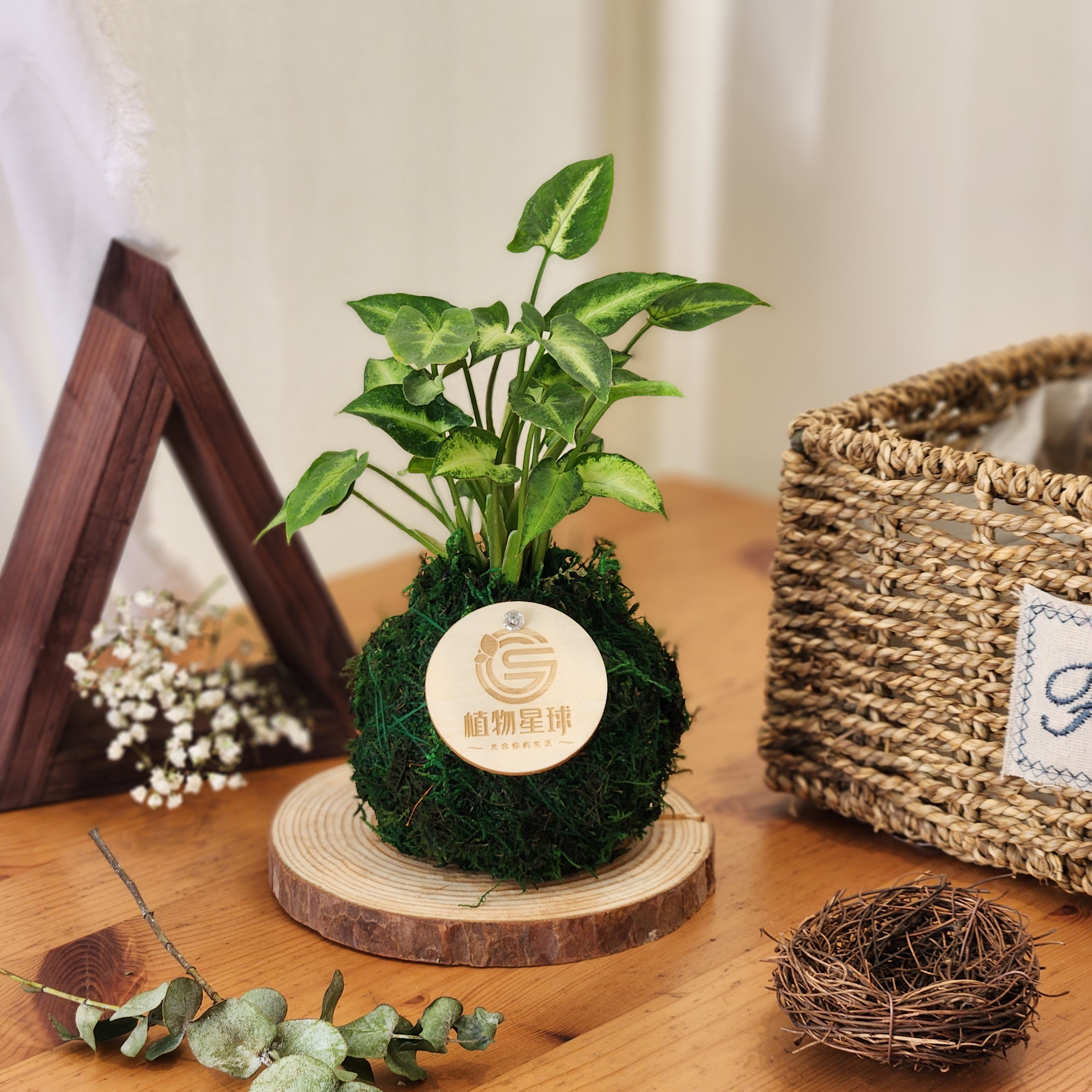 PD33氧氣小苔球｜雙11活動-下單總數需為雙數才有優惠!