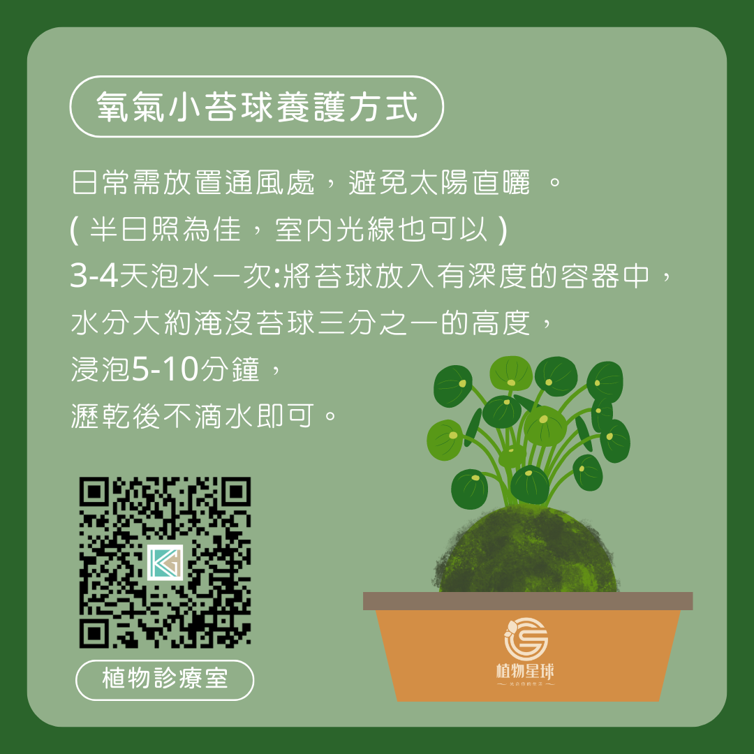 PD33氧氣小苔球｜雙11活動-下單總數需為雙數才有優惠!