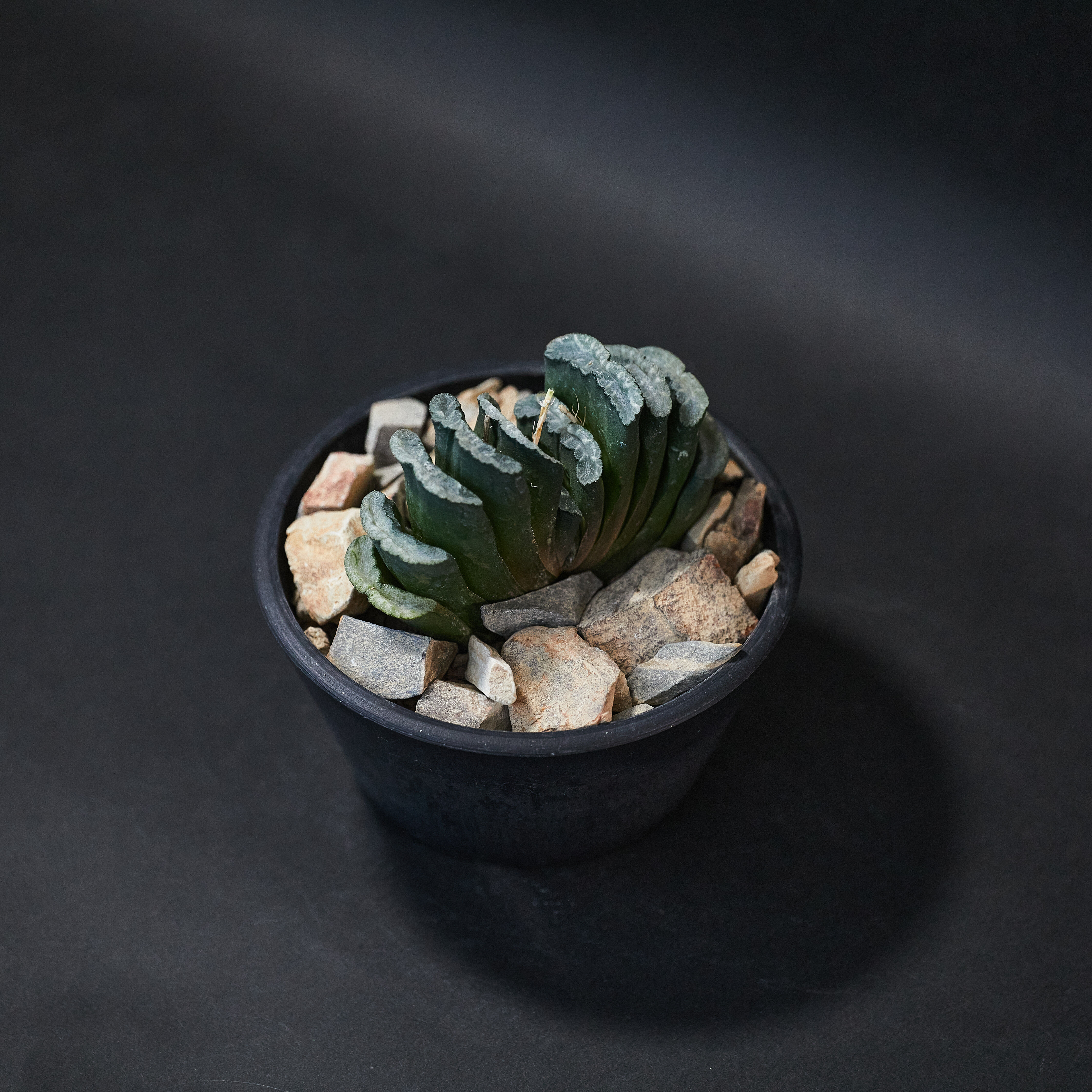 截形十二卷  — 玉扇 Haworthia truncata