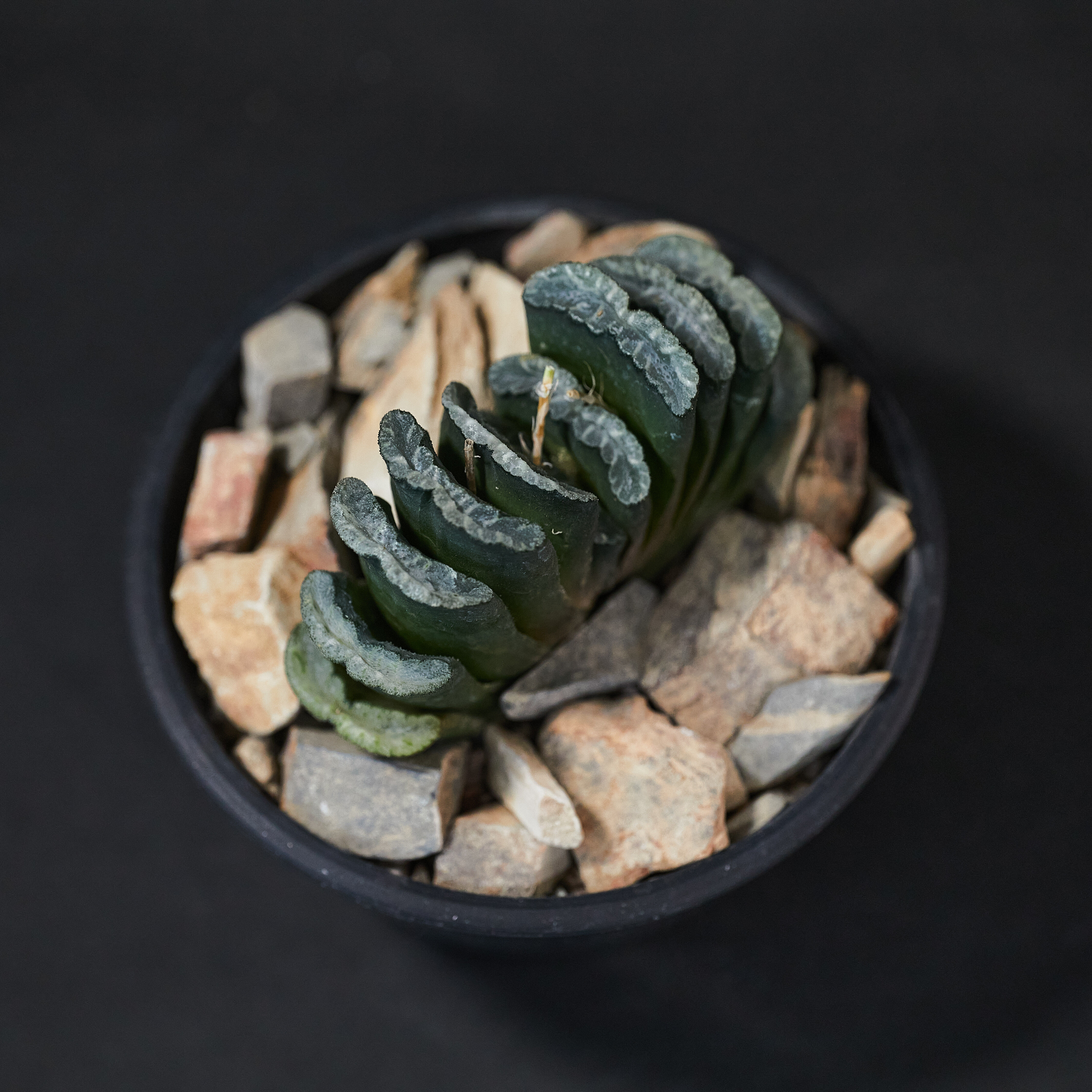 截形十二卷  — 玉扇 Haworthia truncata
