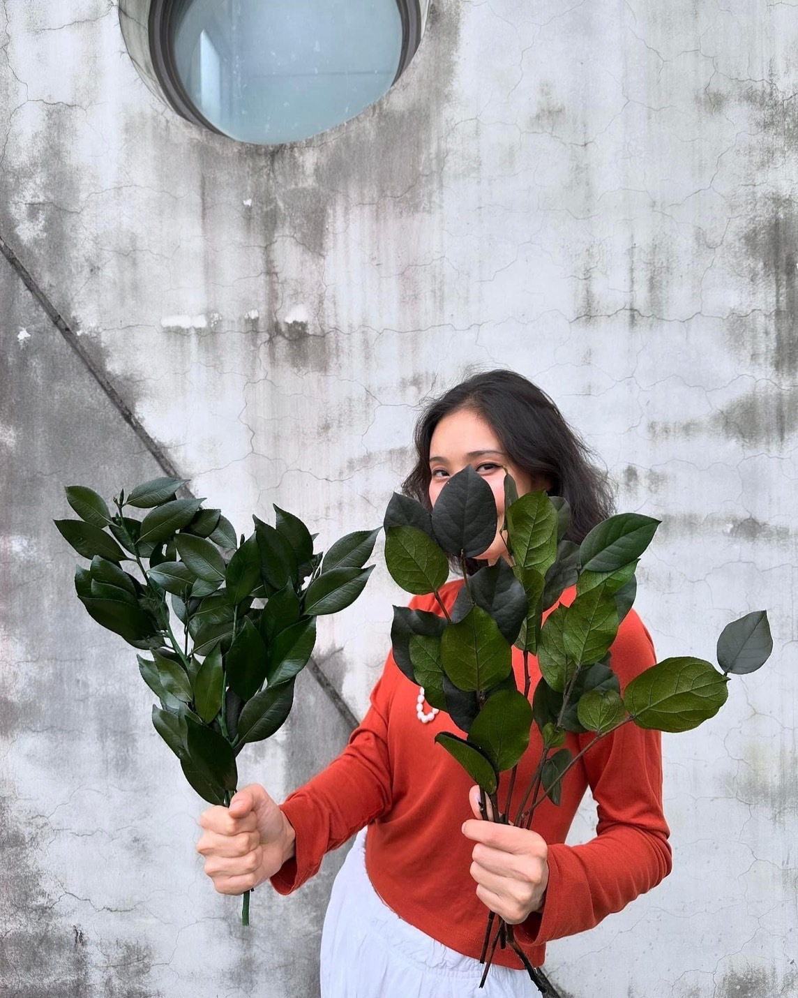 日本永生山茶花葉、長春藤