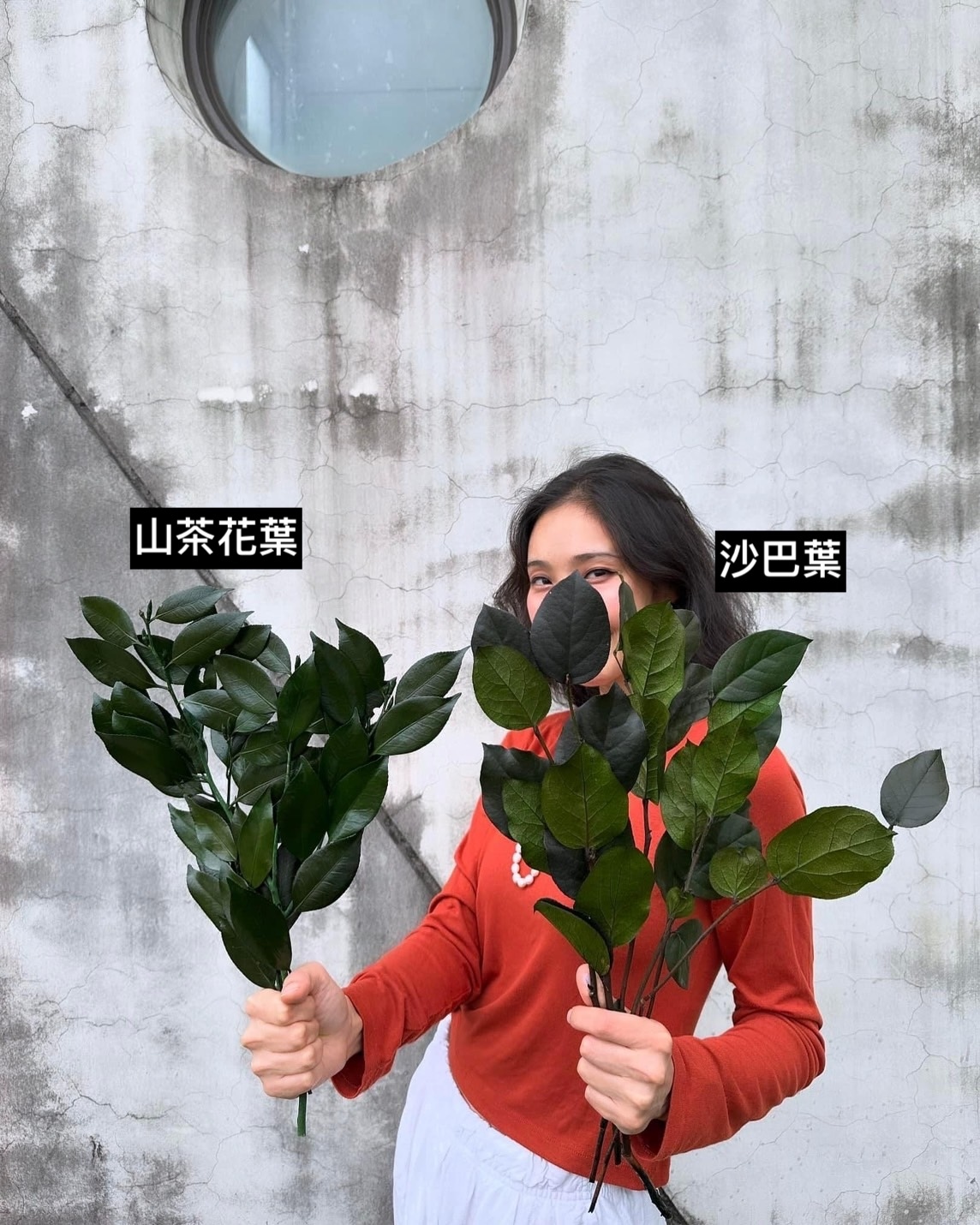 日本永生山茶花葉、長春藤