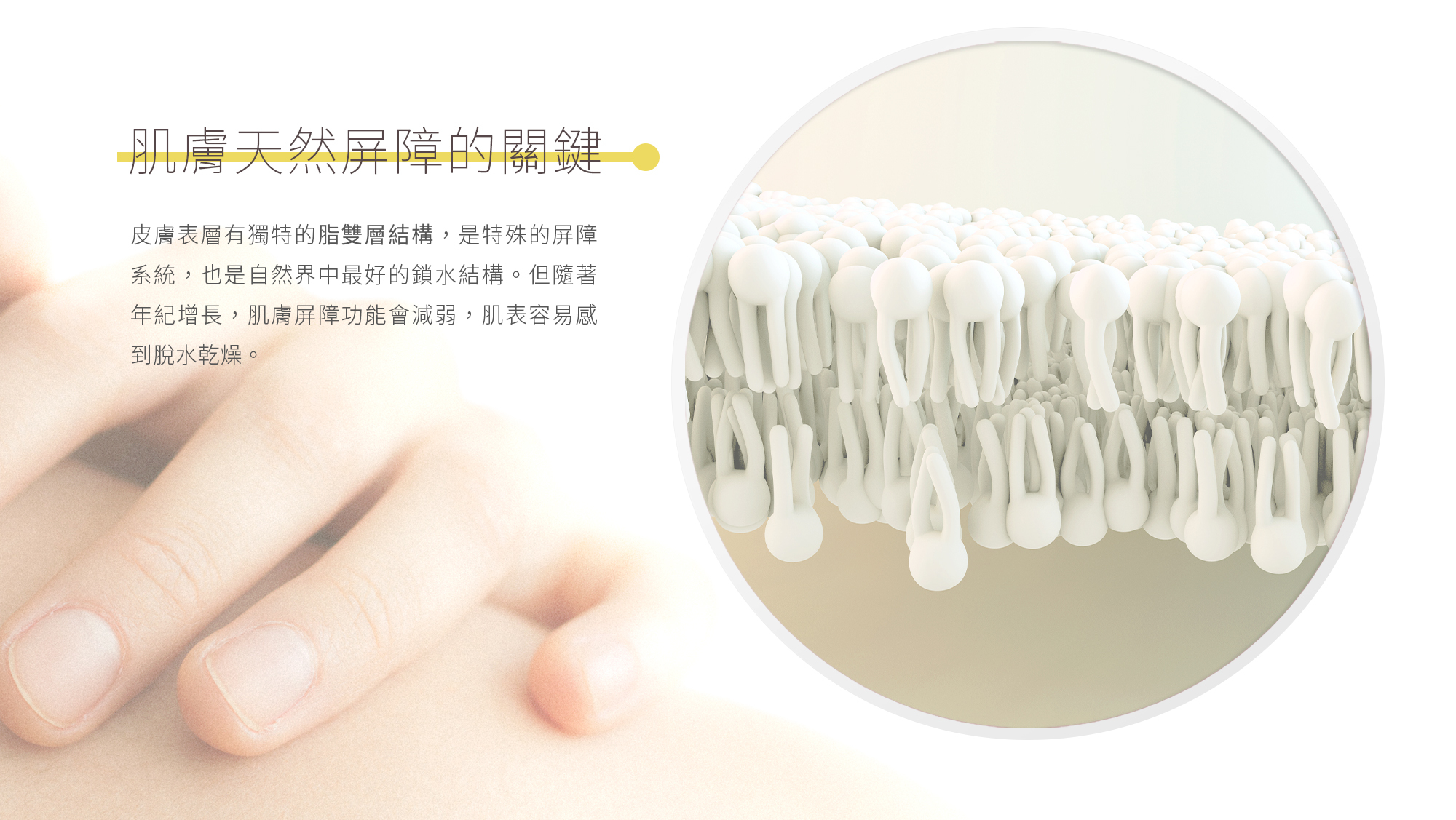 本質研究肌膚仿生保濕乳液-2-電腦版