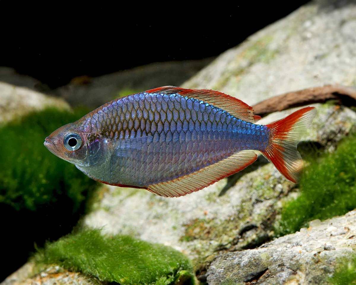 電光美人魚｜Melanotaenia praecox