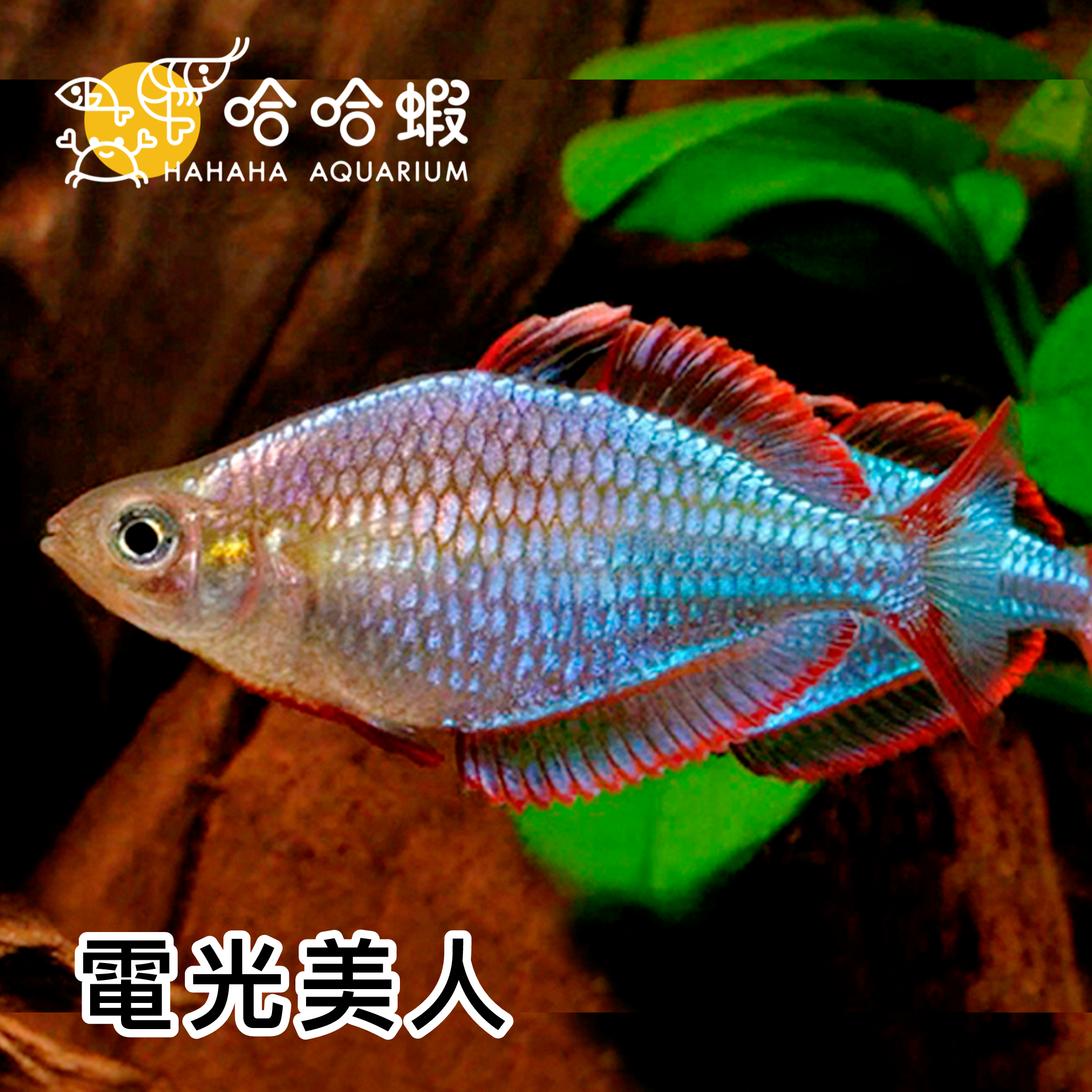 電光美人魚｜Melanotaenia praecox