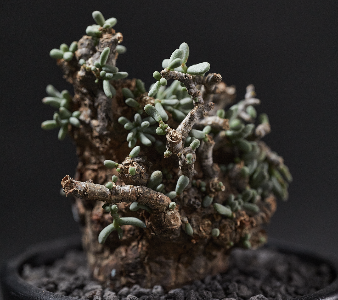 延壽城 - Ceraria pygmaea