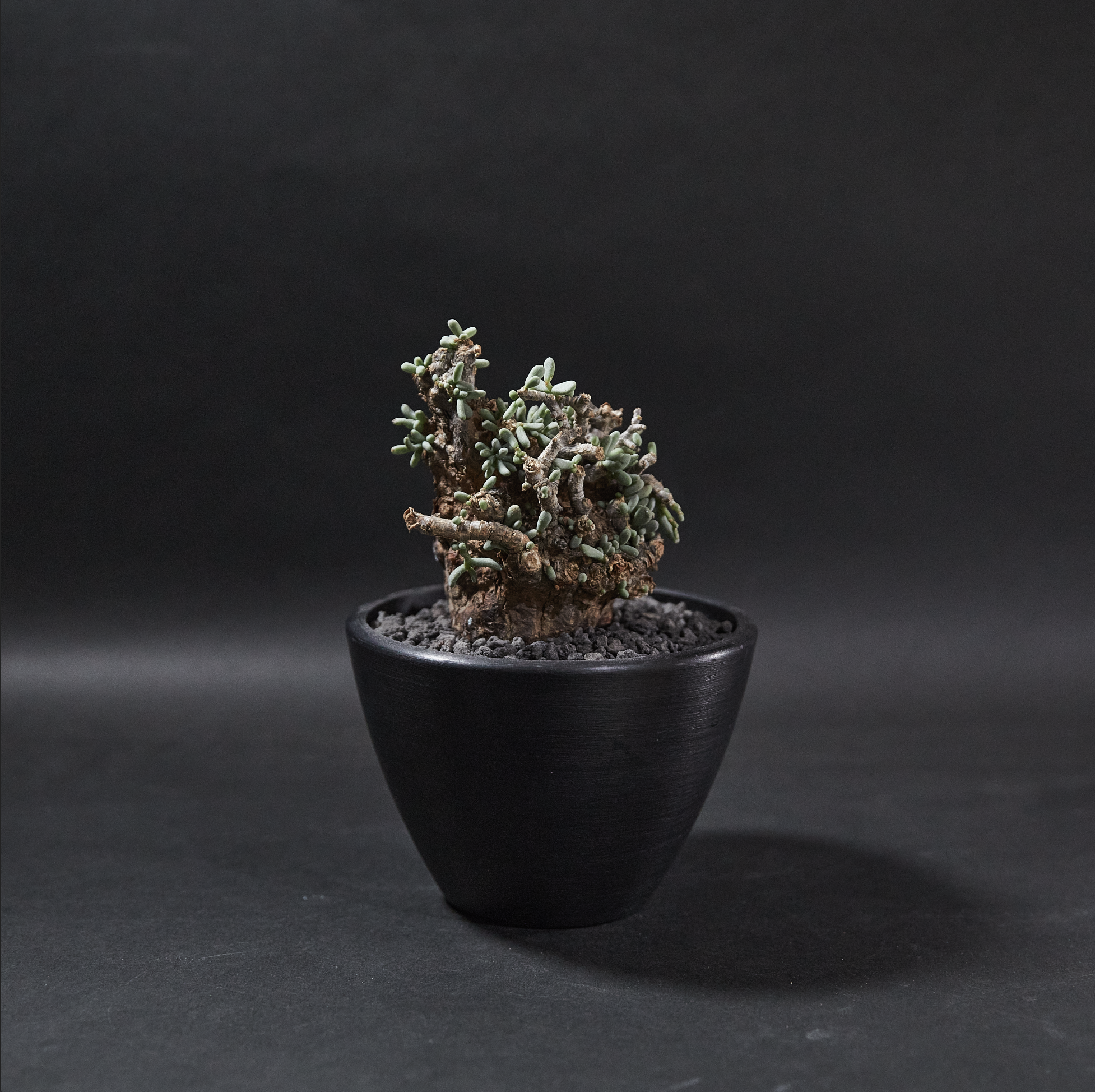 延壽城 - Ceraria pygmaea