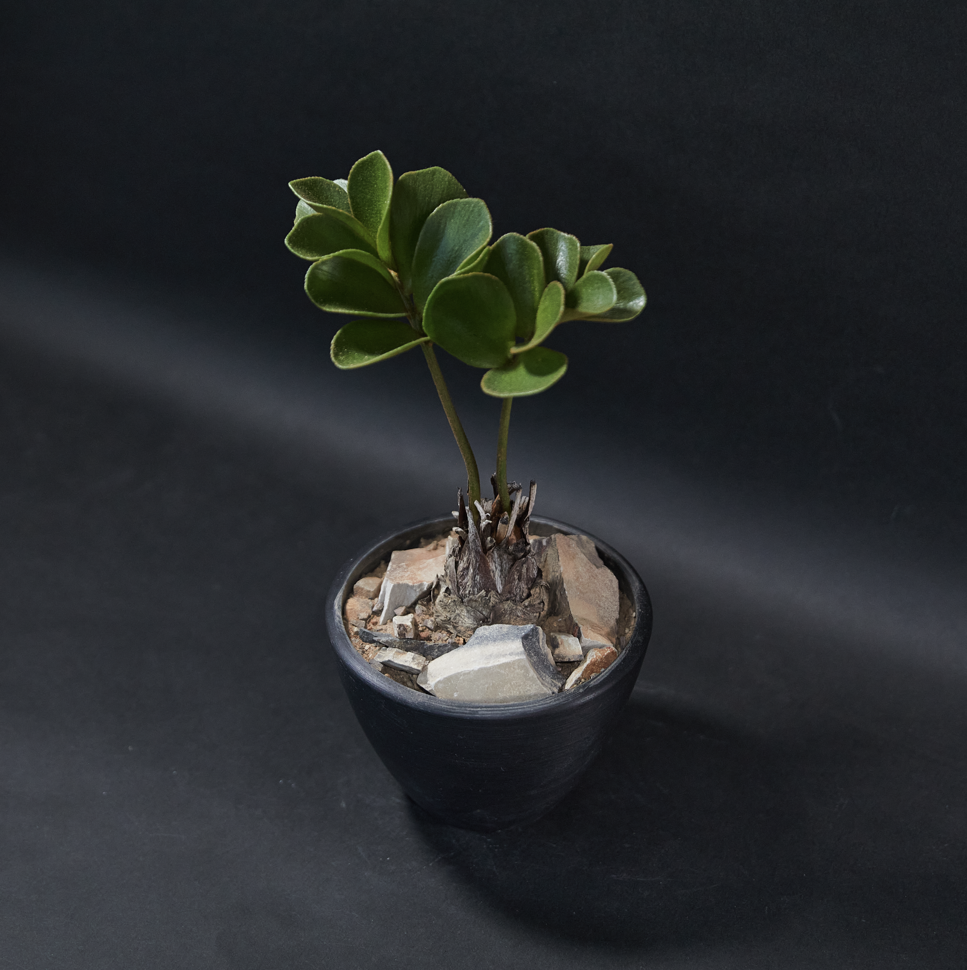 墨西哥圓葉蘇鐵 - Zamia furfuracea