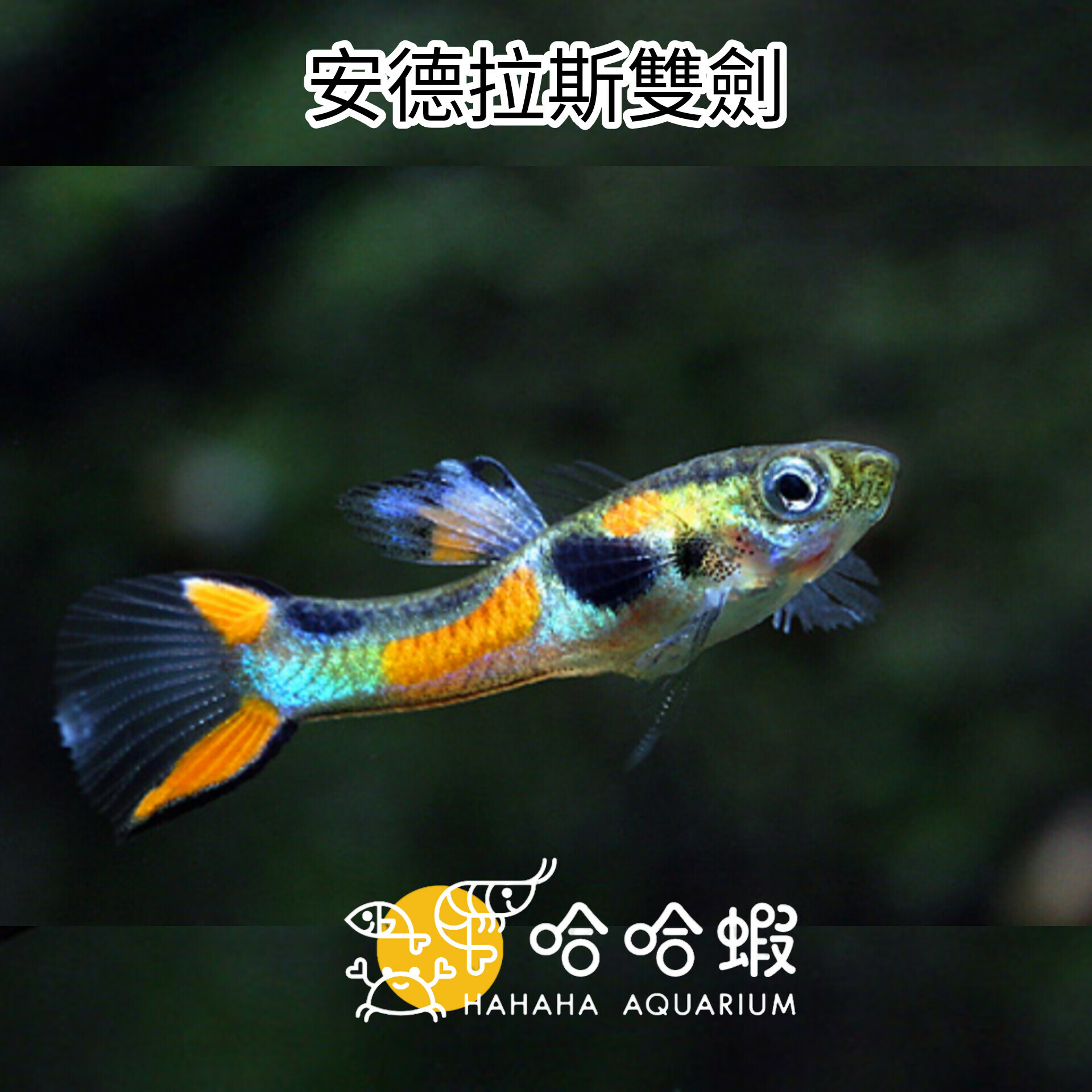 安德拉斯雙劍孔雀魚｜Poecilia wingei