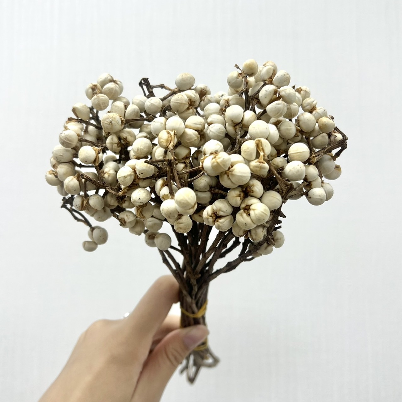 乾燥烏臼(短枝)