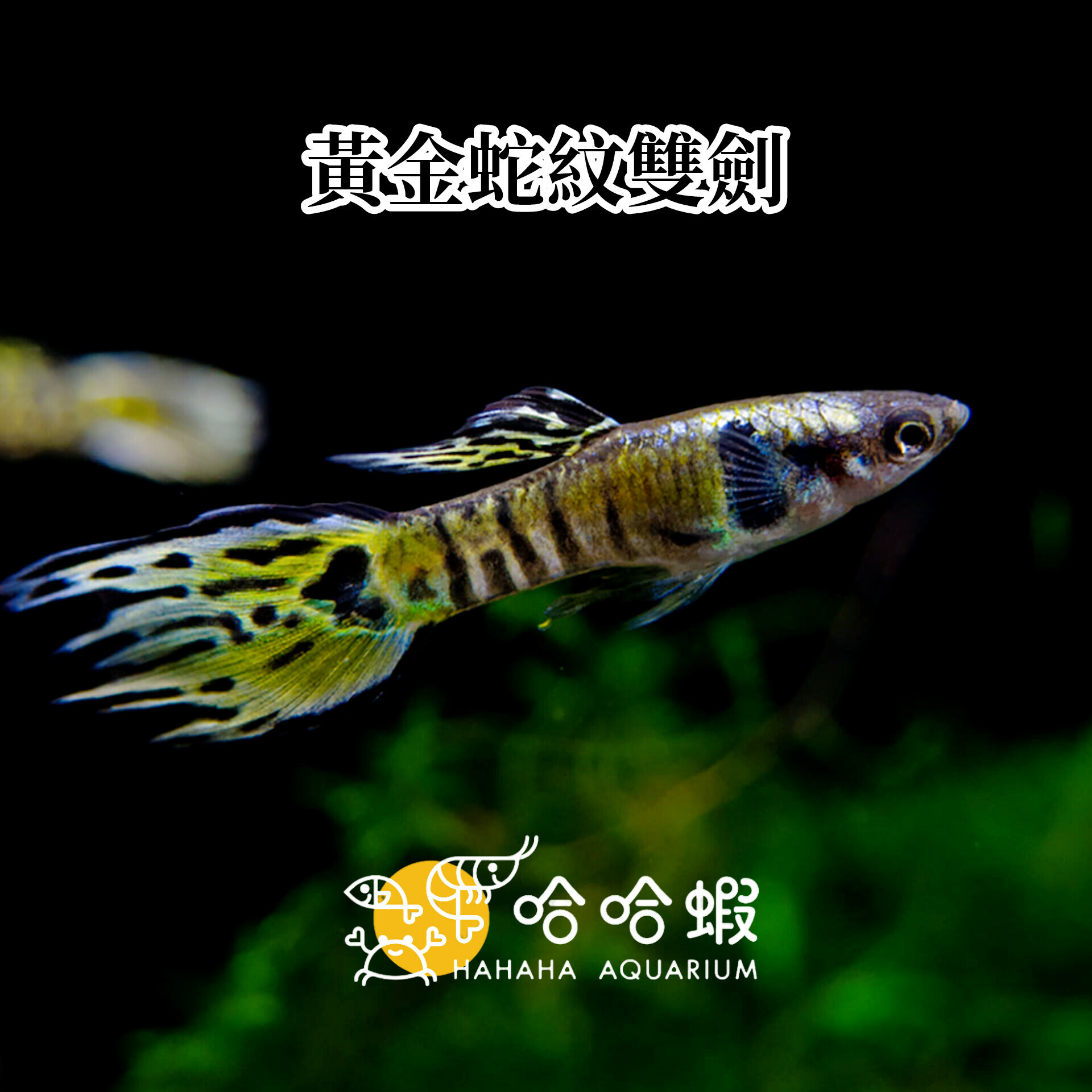 黃金蛇紋雙劍孔雀魚｜Poecilia wingei