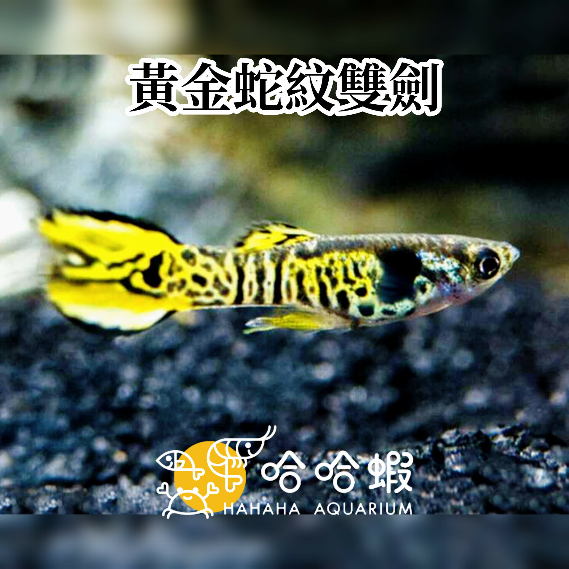 黃金蛇紋雙劍孔雀魚｜Poecilia wingei