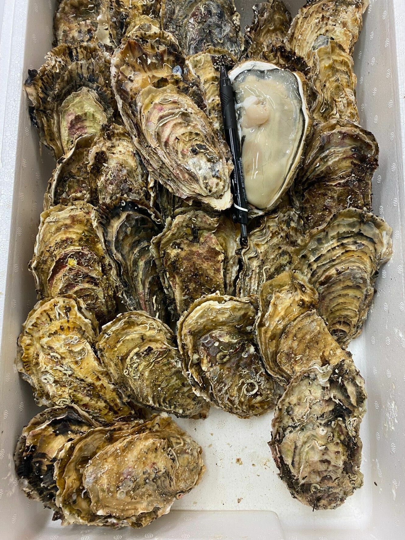 岩手 大船渡 赤崎 牡蠣