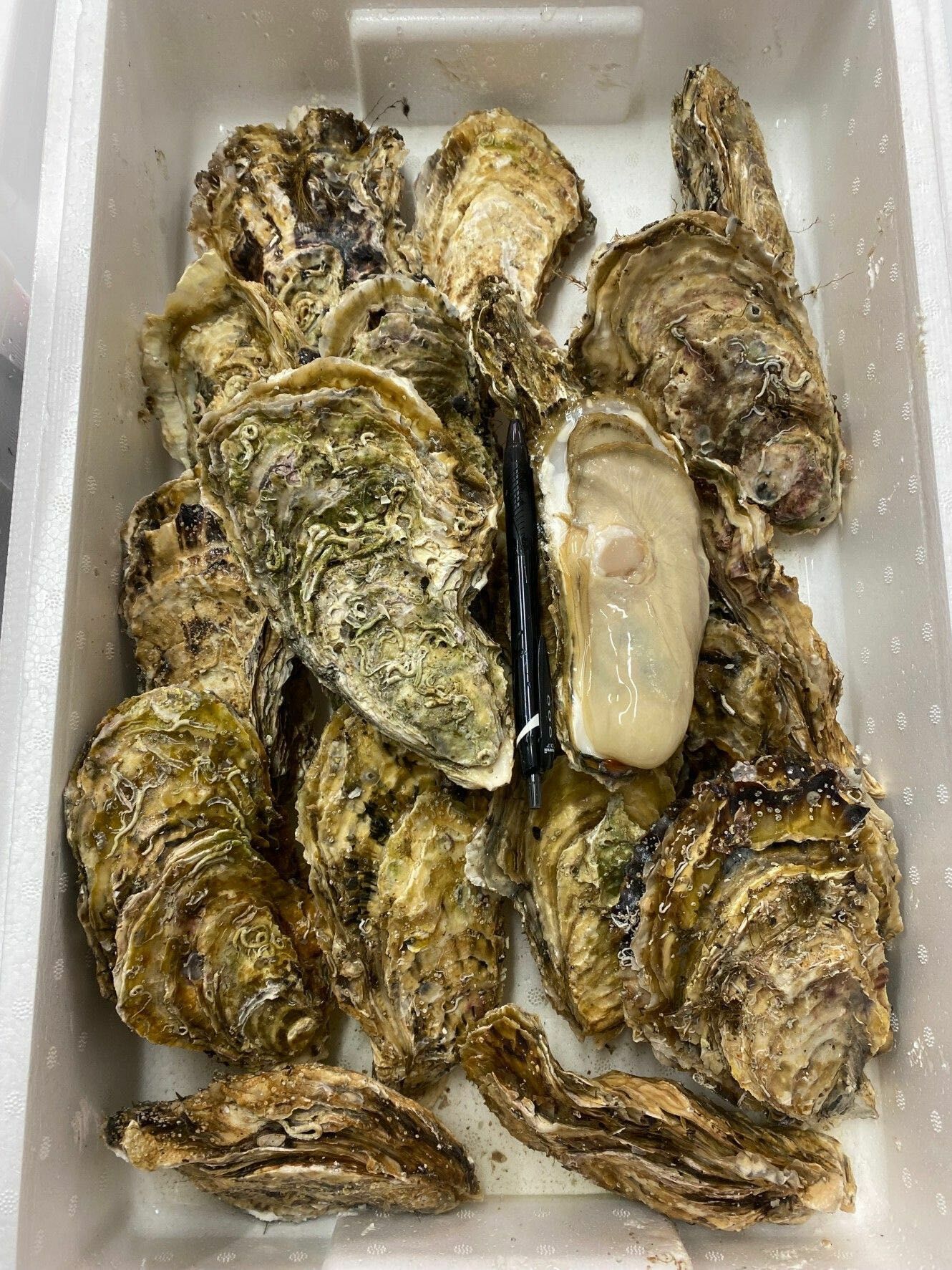 岩手 大船渡 赤崎 牡蠣