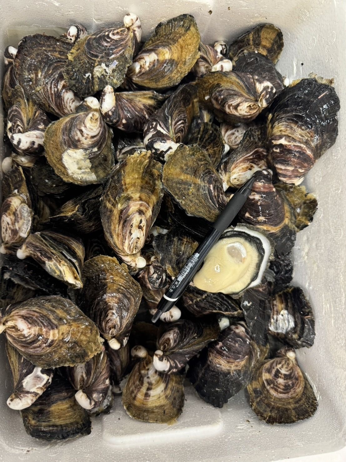 香川 小豆島 オリーブオイスター