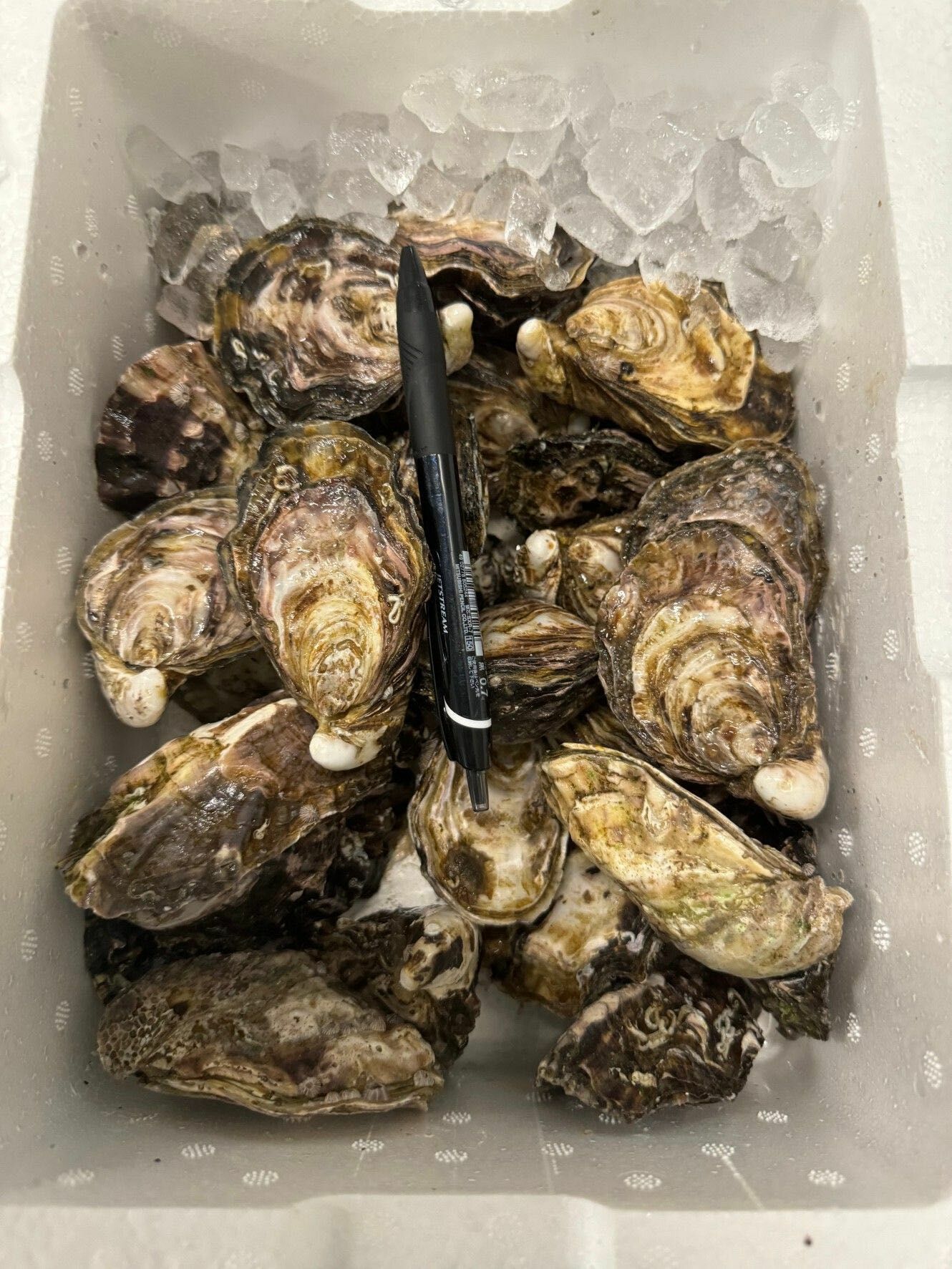 兵庫 室津 善漁 牡蠣 カルチ三倍体