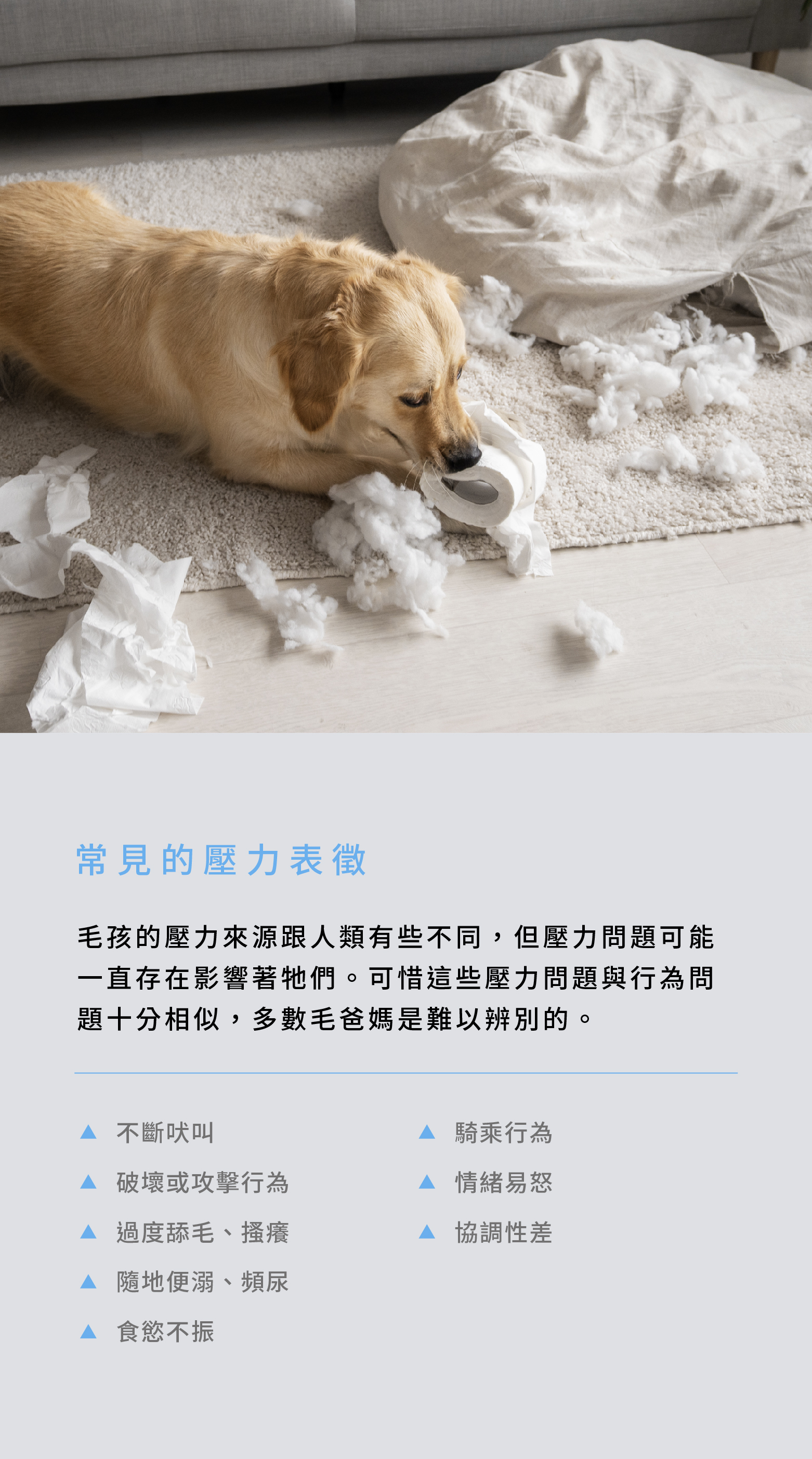 了解常見的壓力表徵,維持寵物情緒穩定