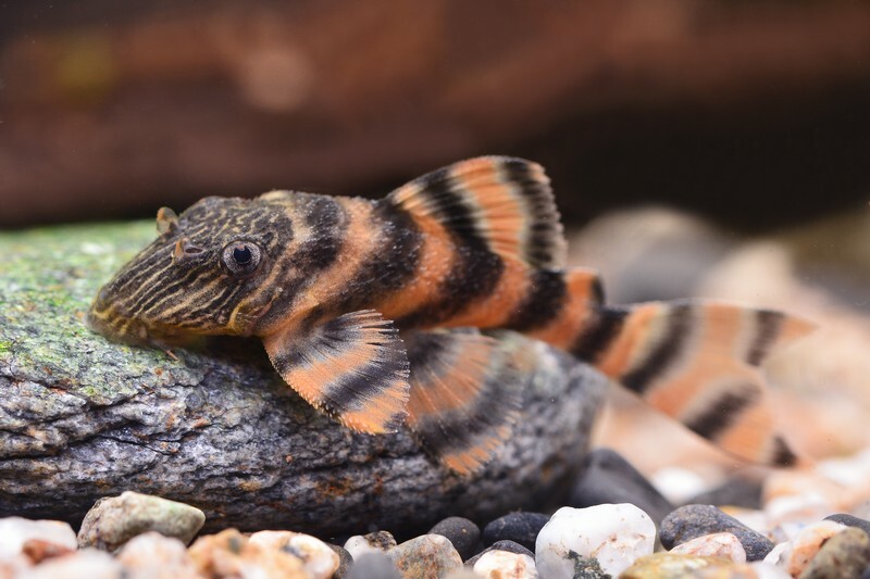 阿蓮卡紅老虎 L397