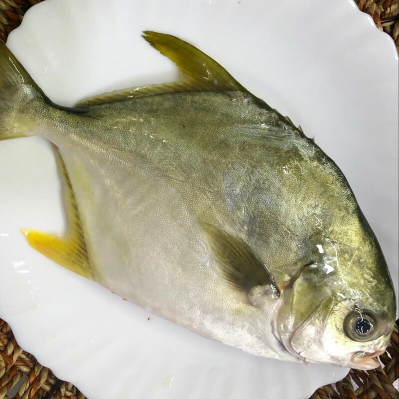 黃立䱽:美味與價值並存的海魚
