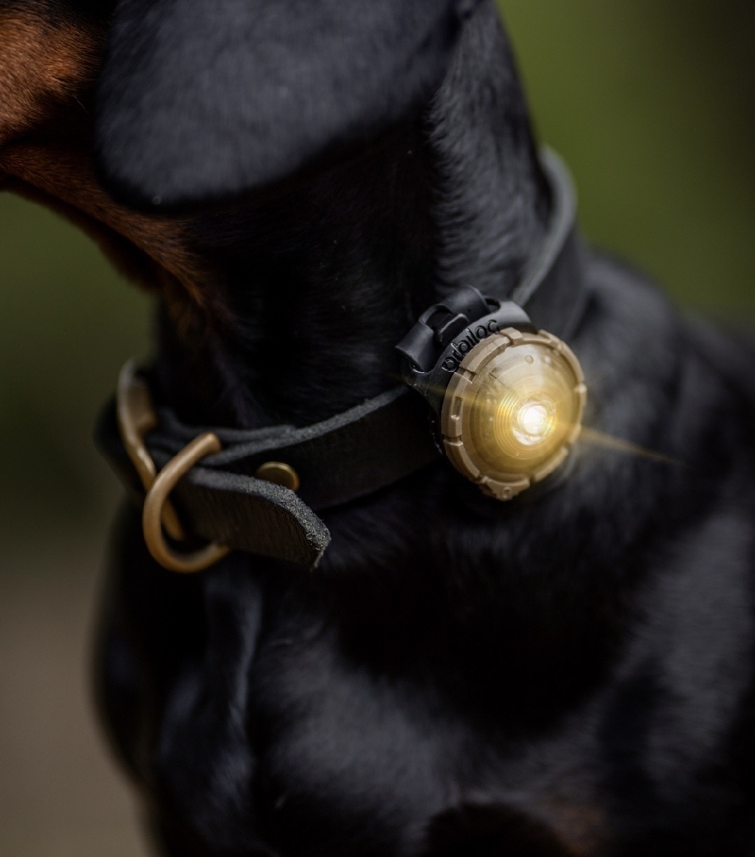 Orbiloc - 守護者外出燈-香檳金