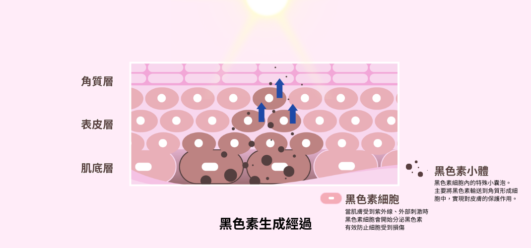 私密保養學：曬黑怎麼辦？曬黑能白回來嗎？皮膚變黑最主要的原因就是「黑色素沉澱」。當皮膚表皮層受到紫外線刺激，皮膚為了對抗紫外線侵入，位於基底層的黑色素細胞就會生產出黑色素-->傳送到角質細胞-->阻礙紫外線進入到皮膚深層，避免細胞受到傷害。