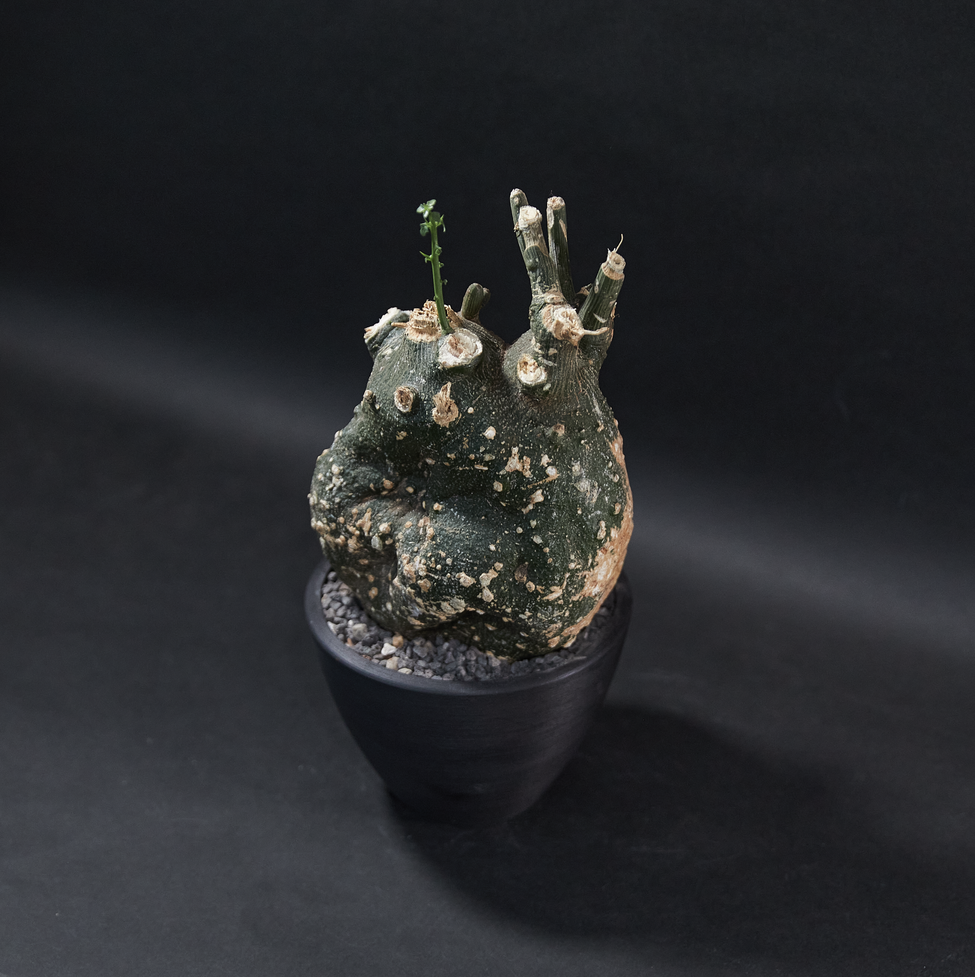 球腺蔓 - Adenia globosa