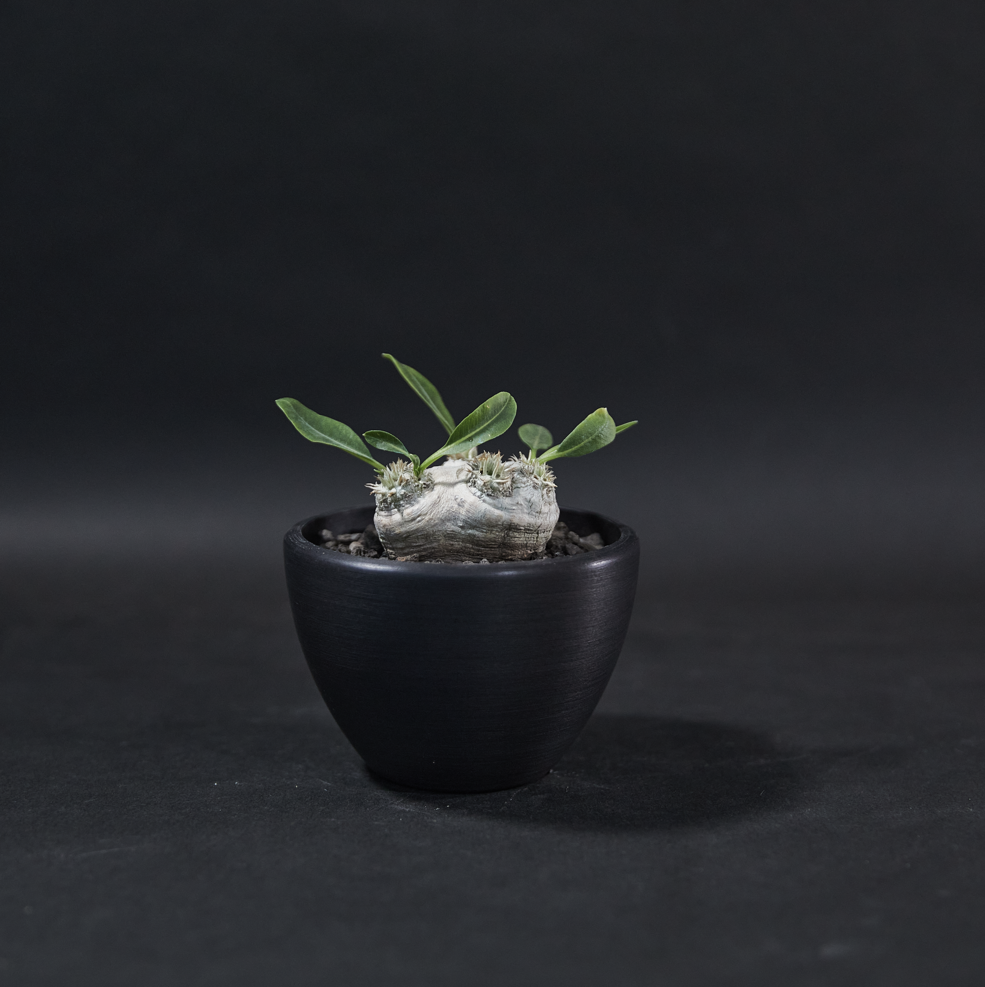 黃花惠比須笑 - Pachypodium brevicaule