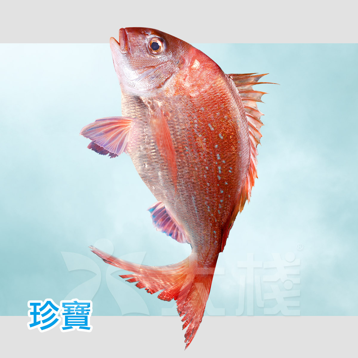 細胞活存速凍- 刺身級野生真鯛