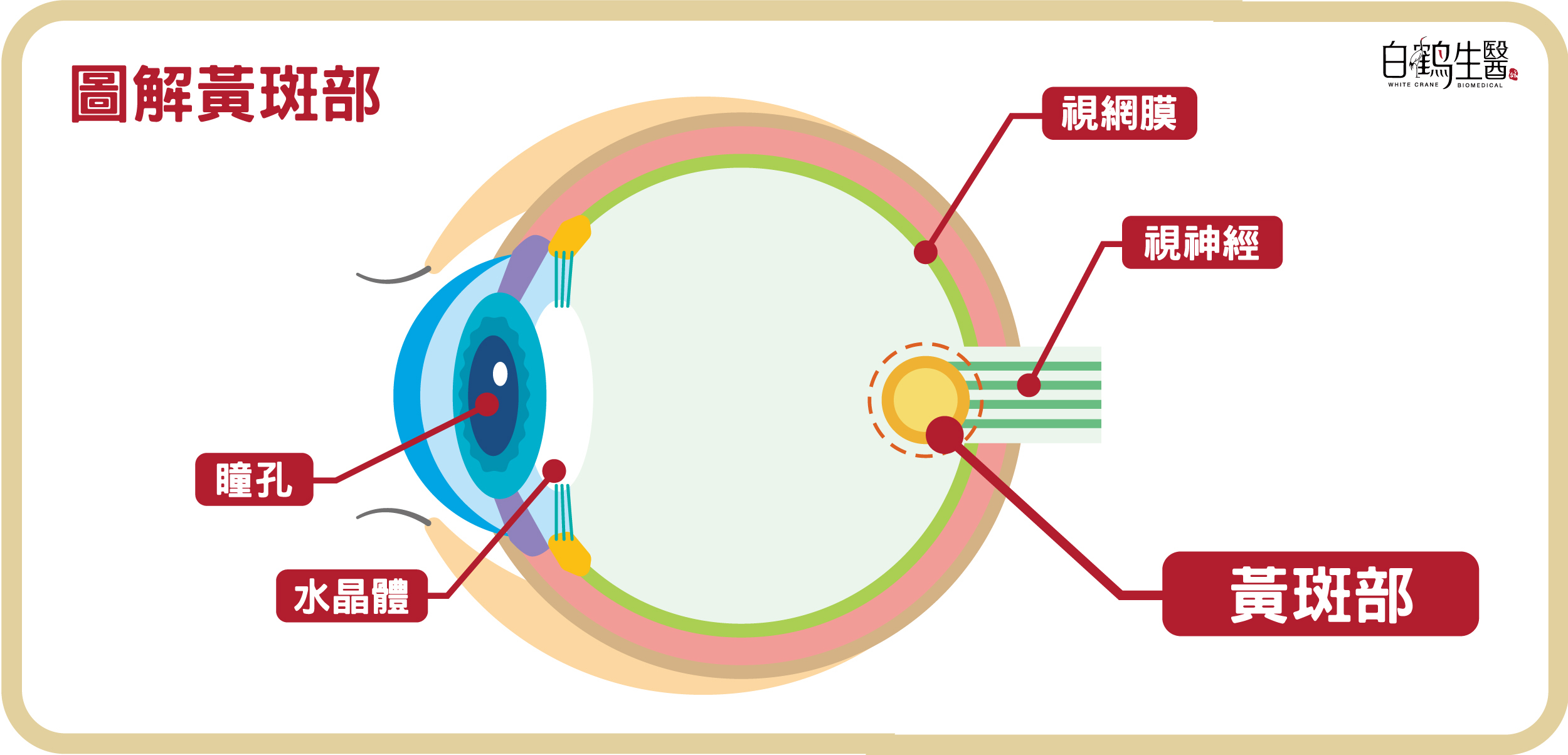 受葉黃素保養的黃斑部位置原來在這裡