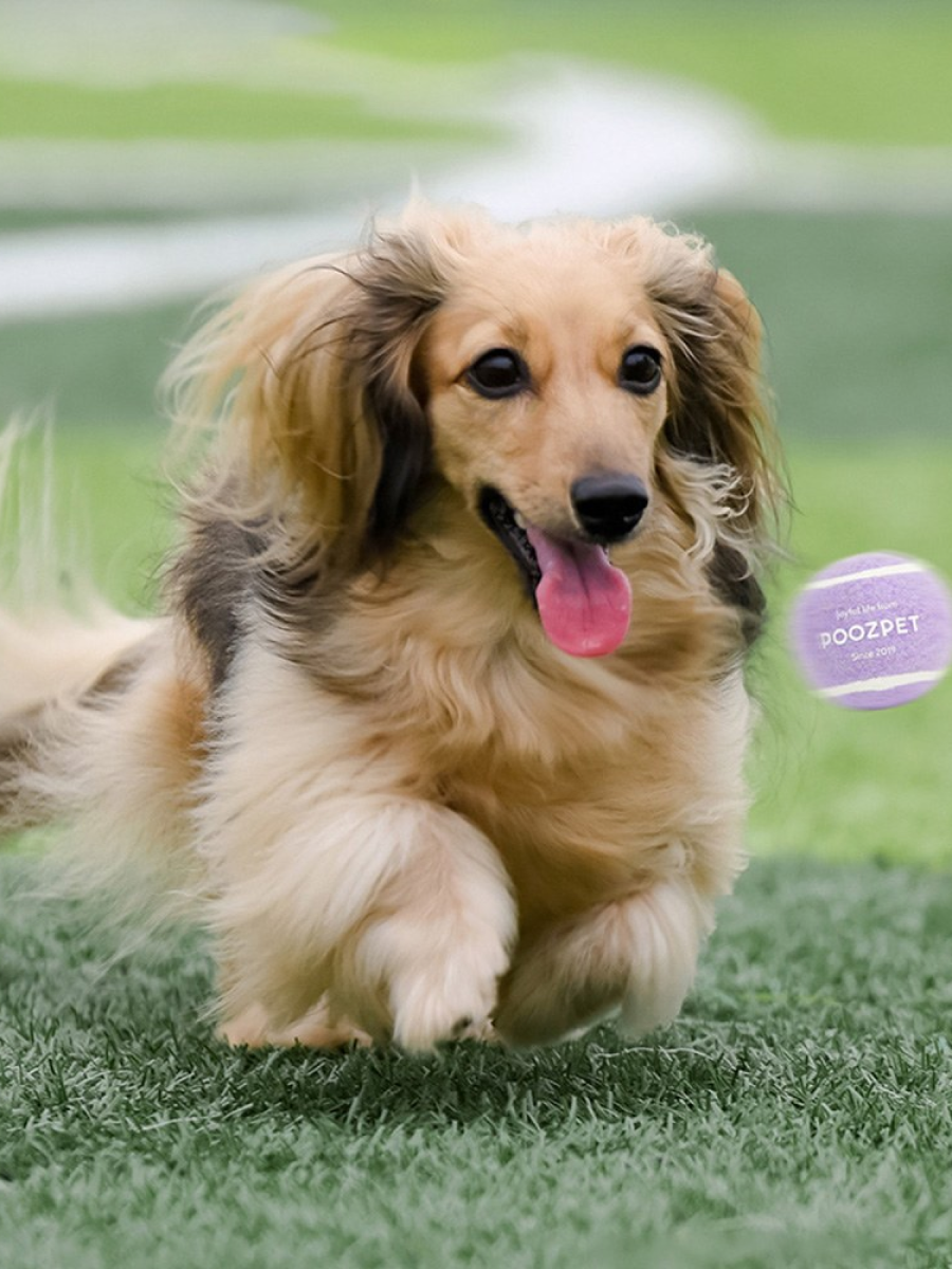 【POOZPET】寵物網球玩具｜小號 (紫)