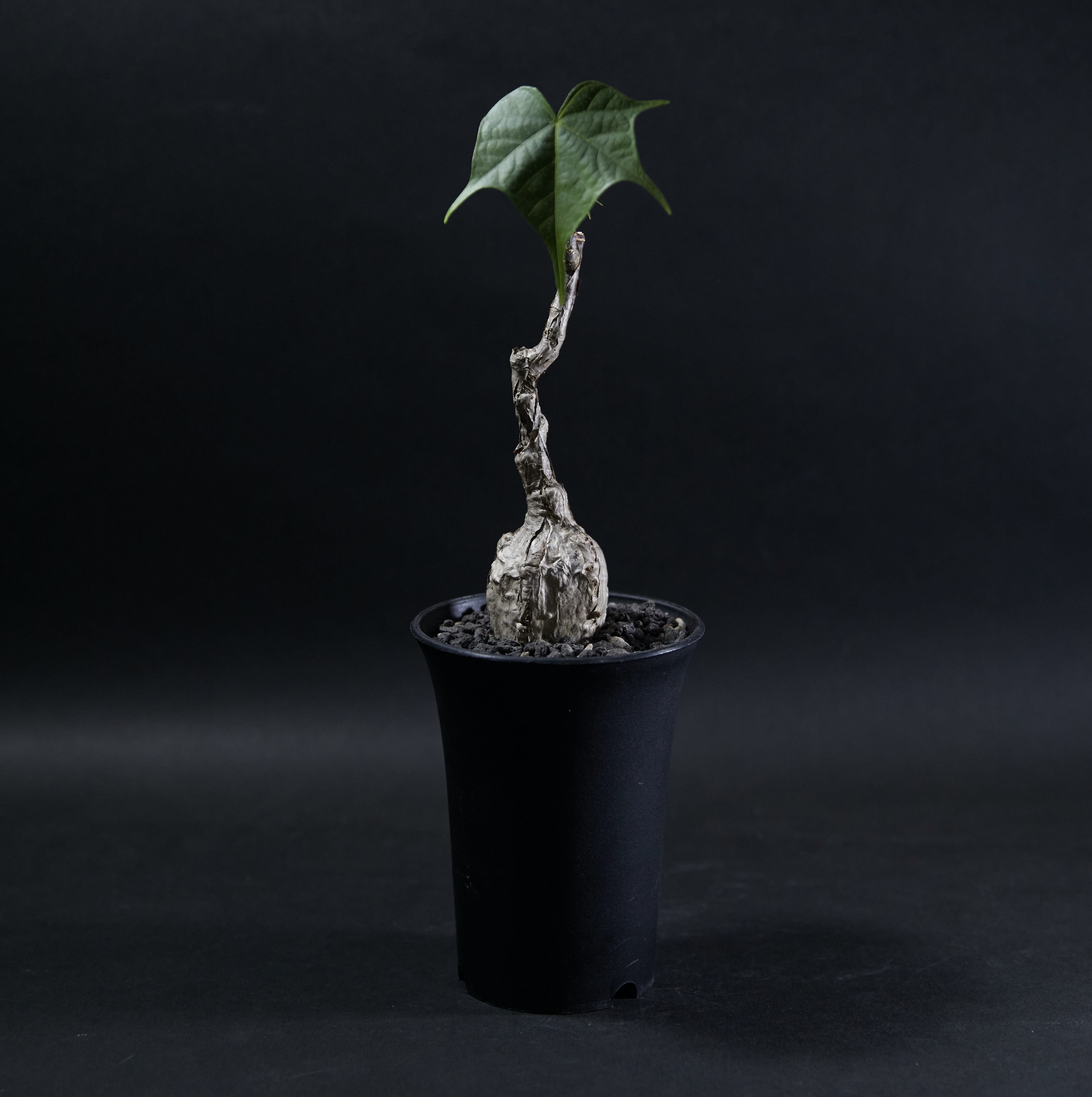 銀皮龜甲火桐 Firmiana Colorata