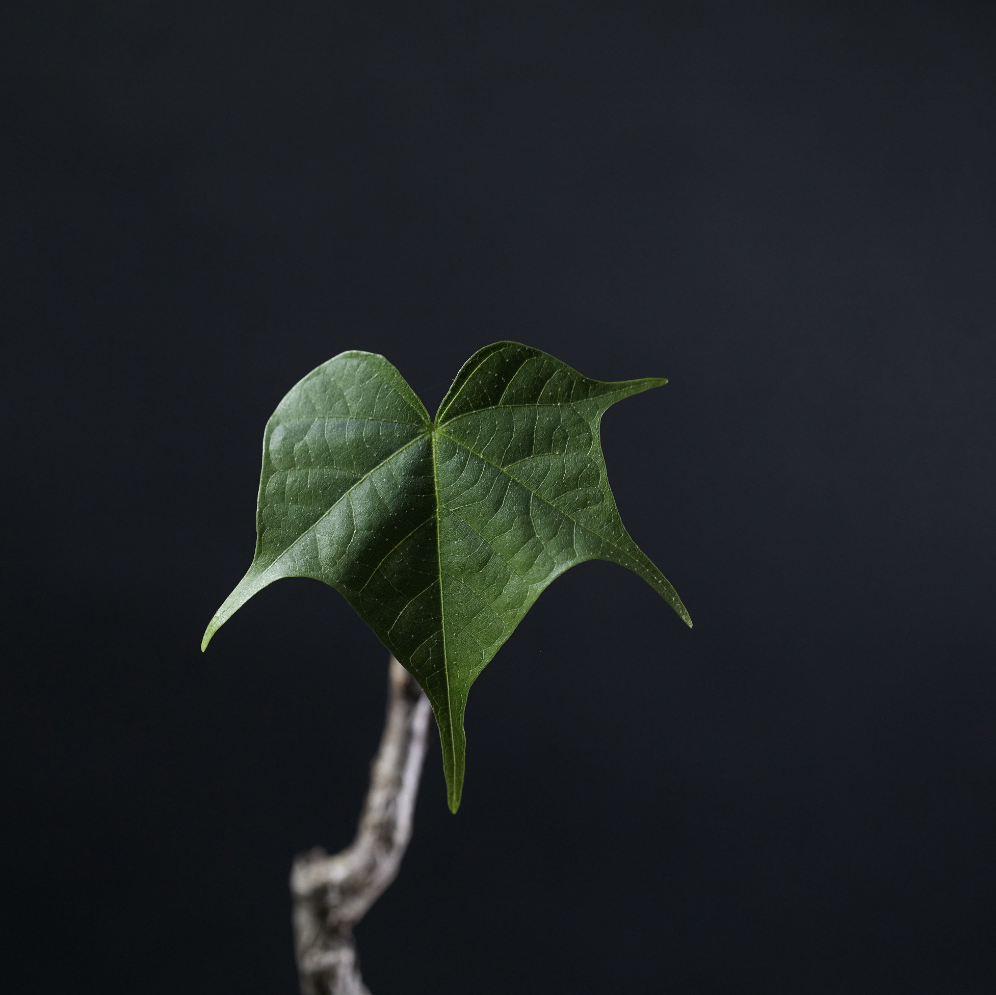 銀皮龜甲火桐 Firmiana Colorata