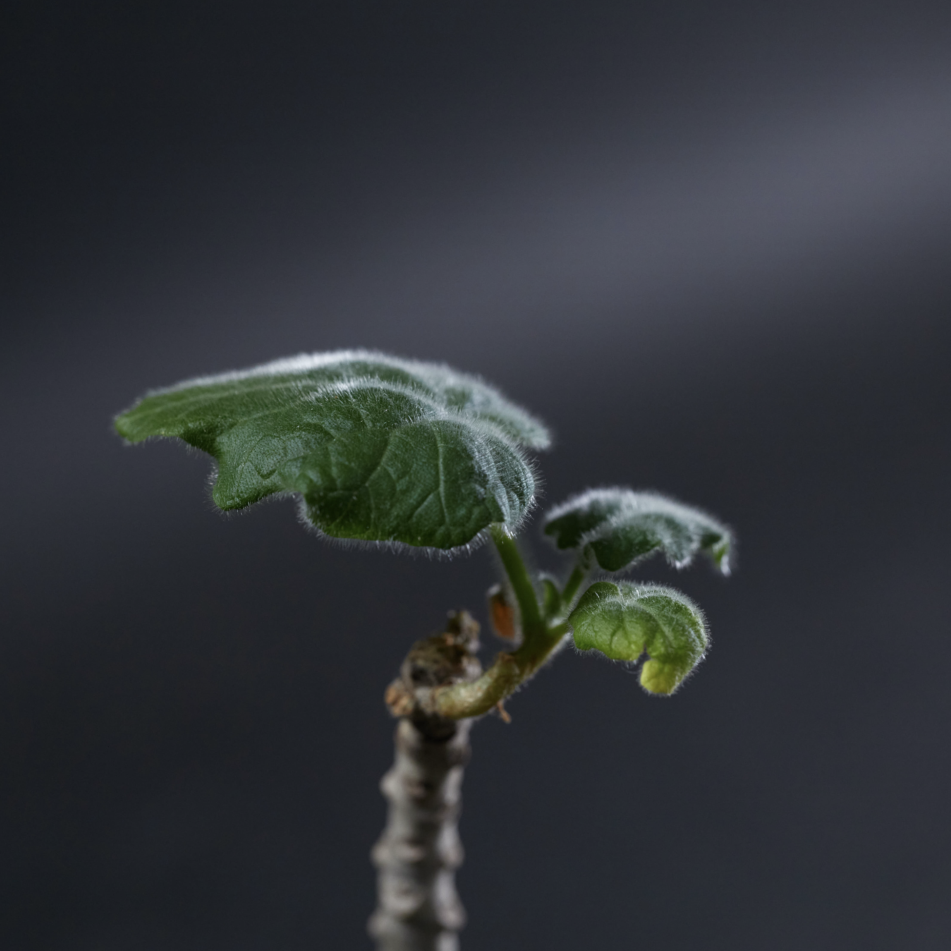 安卡麗娜 - Uncarina roeoesliana