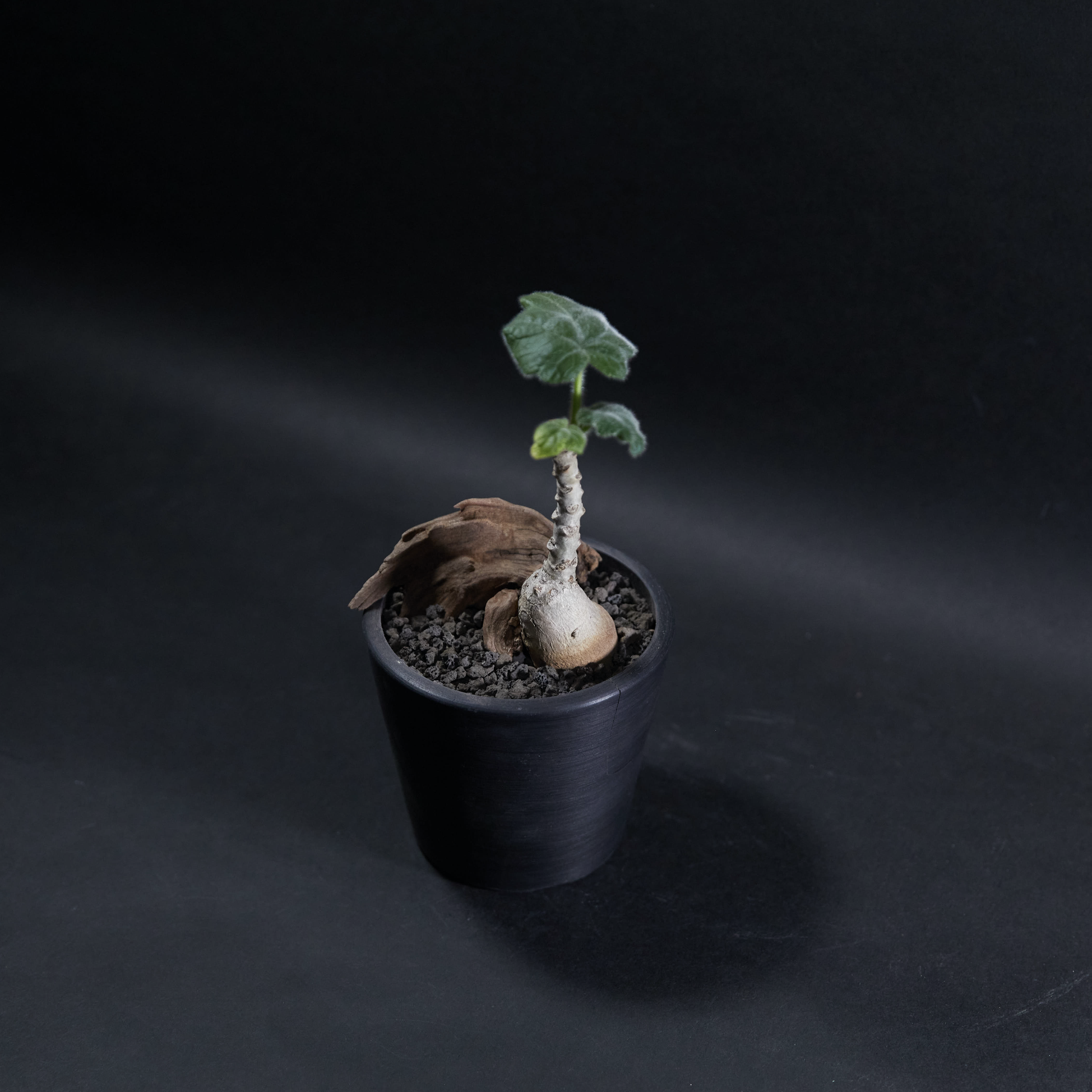 安卡麗娜 - Uncarina roeoesliana