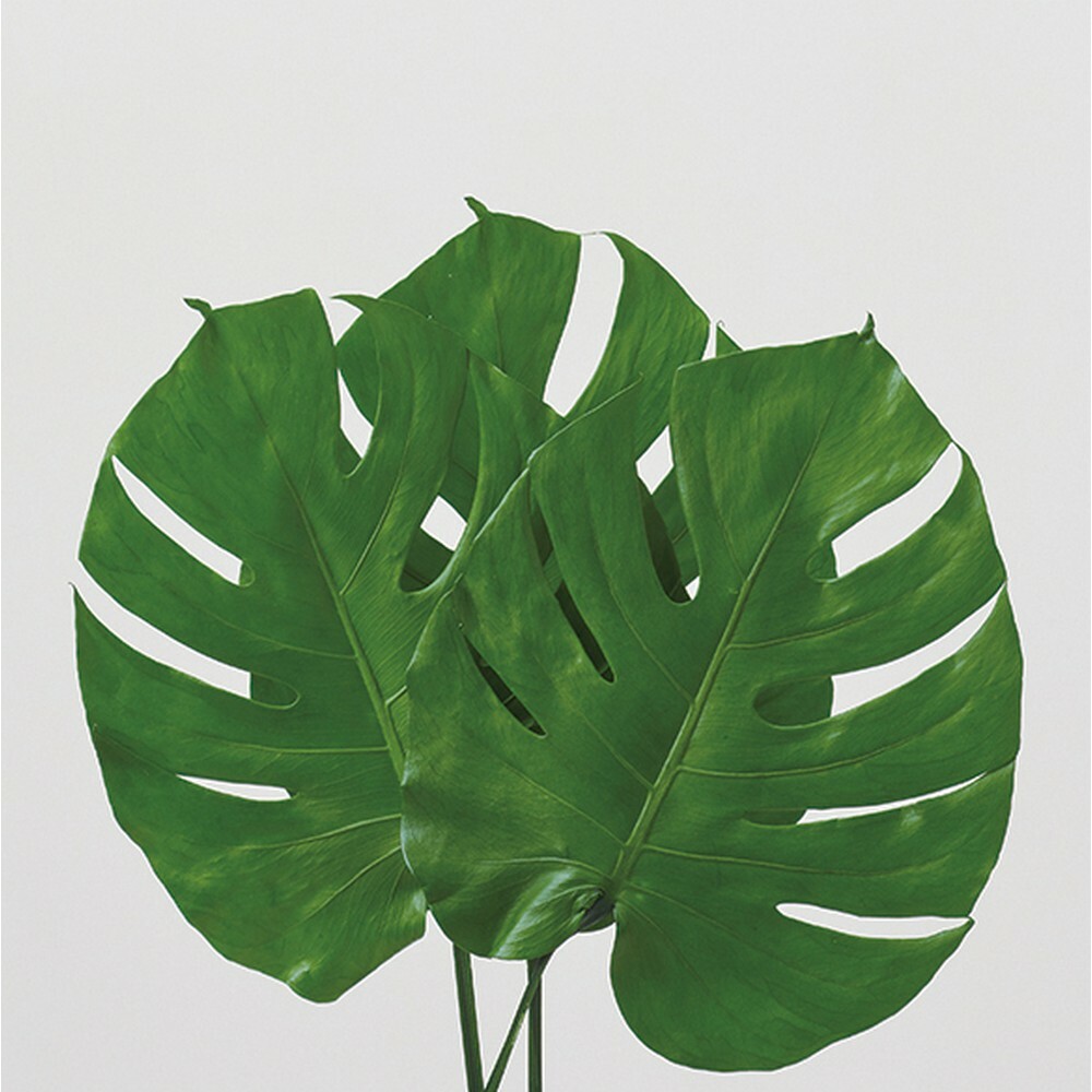 不凋龜背葉 04031-700