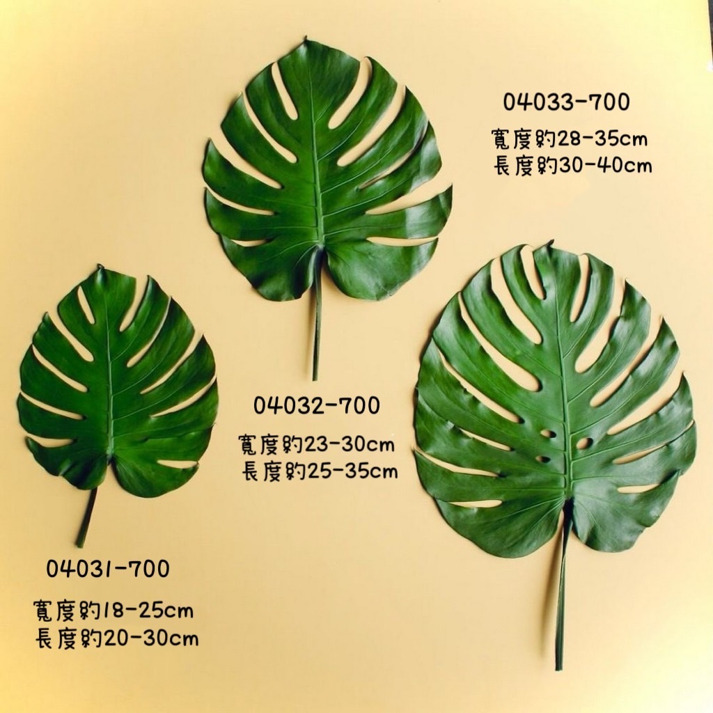 不凋龜背葉 04033-700