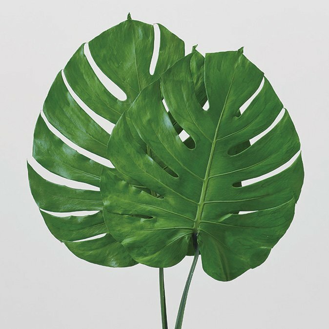 不凋龜背葉 04033-700