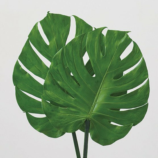 不凋龜背葉 04032-700