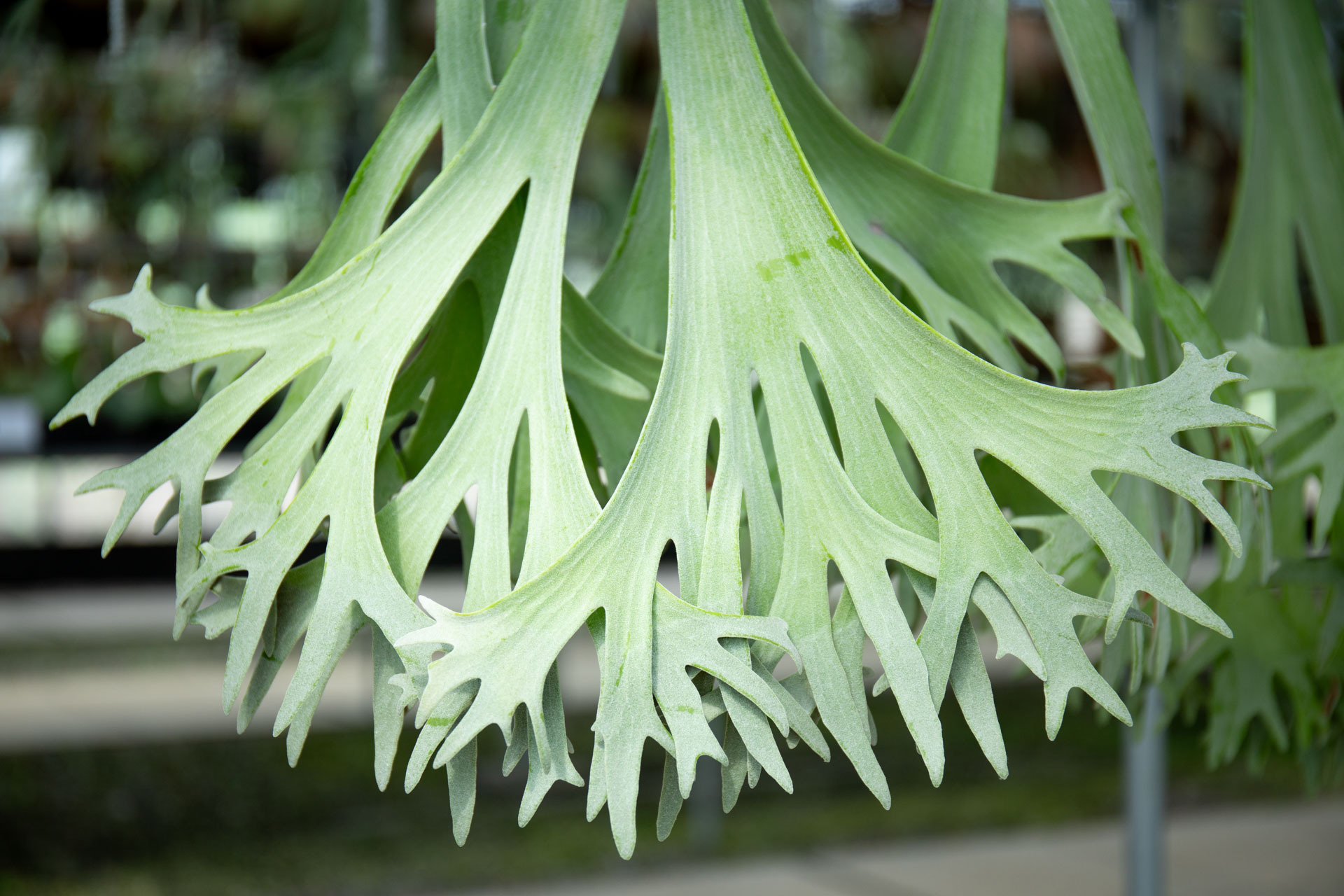 P.bif sp white #01