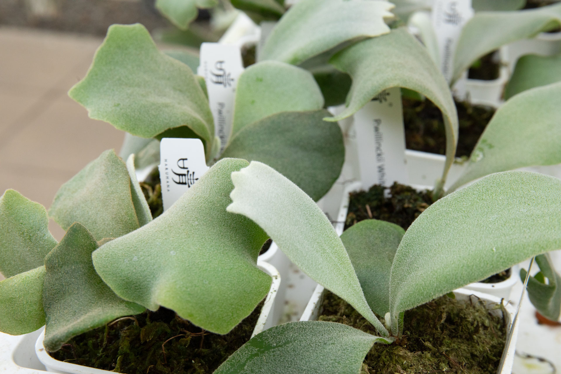 P.willinckii White Rose sporeling
