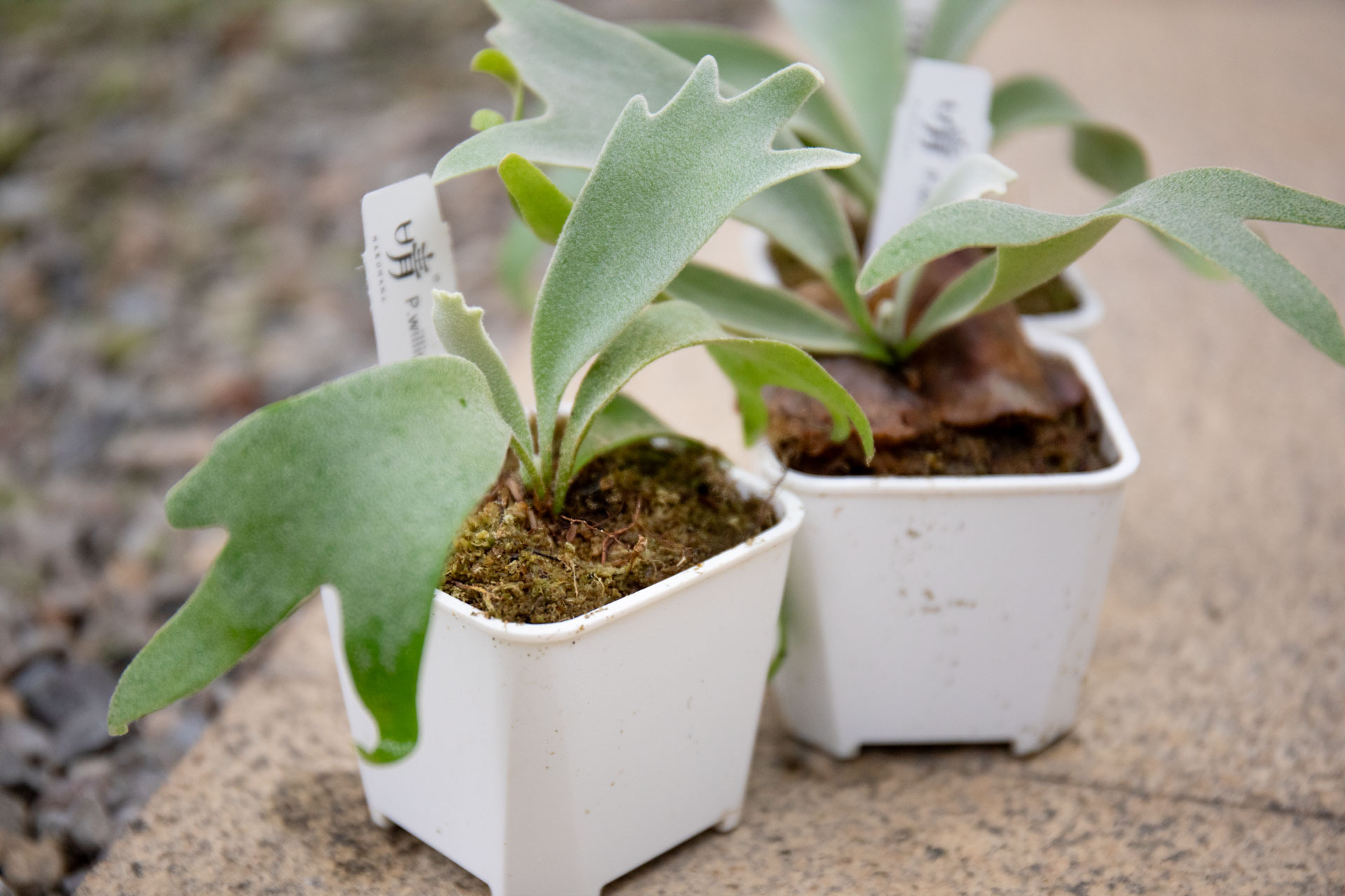 P.willinckii Moonlight x P.Celso sproeling