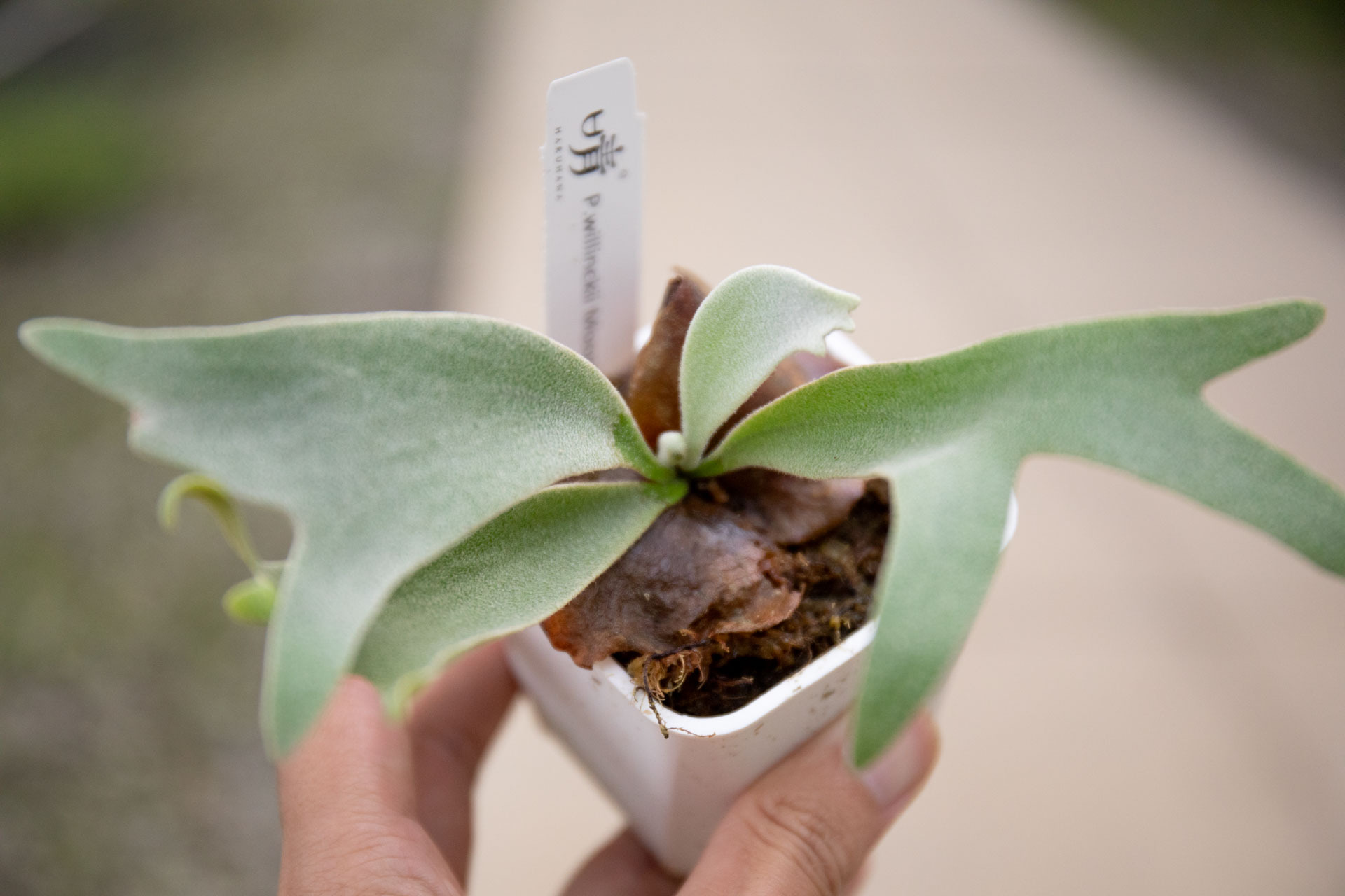 P.willinckii Moonlight x P.Celso sproeling