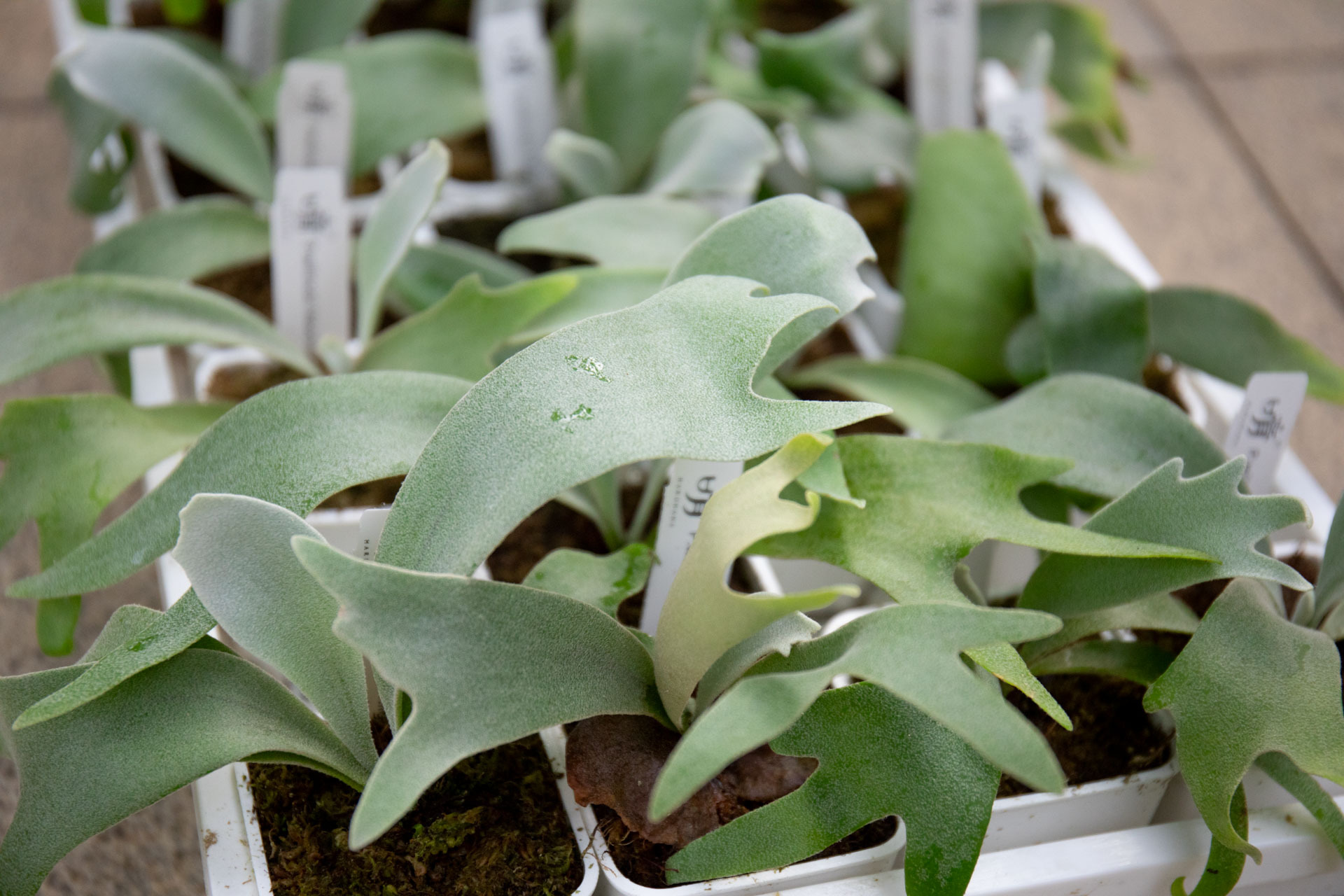 P.willinckii Moonlight x P.Celso sproeling