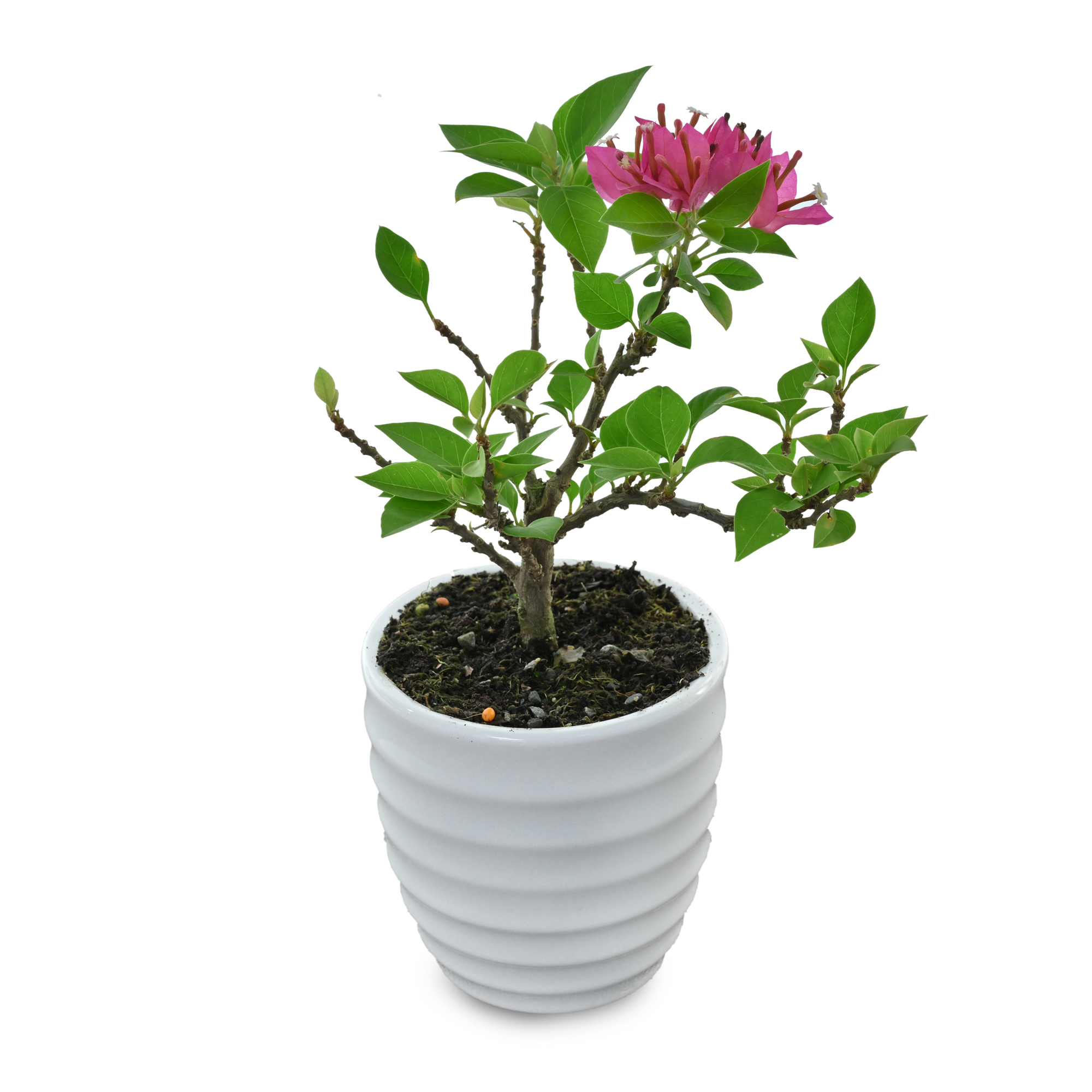 樹齢70年】盆栽 五葉松 八房九重(やつぶさのここのえ)